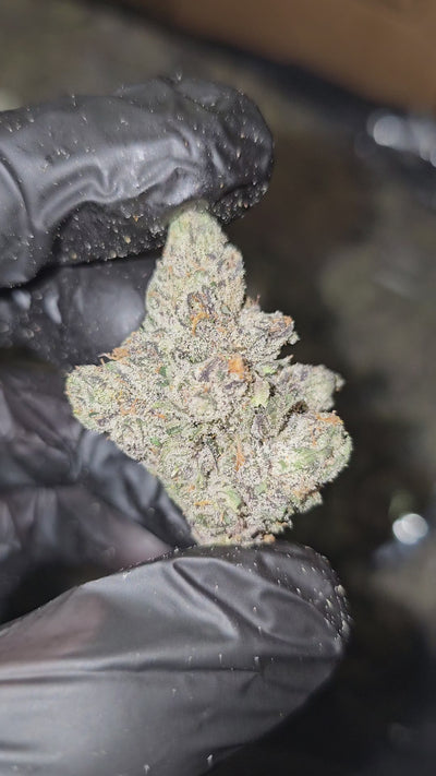 Oakland Runtz | First Cut Exotics | 33% | Flower