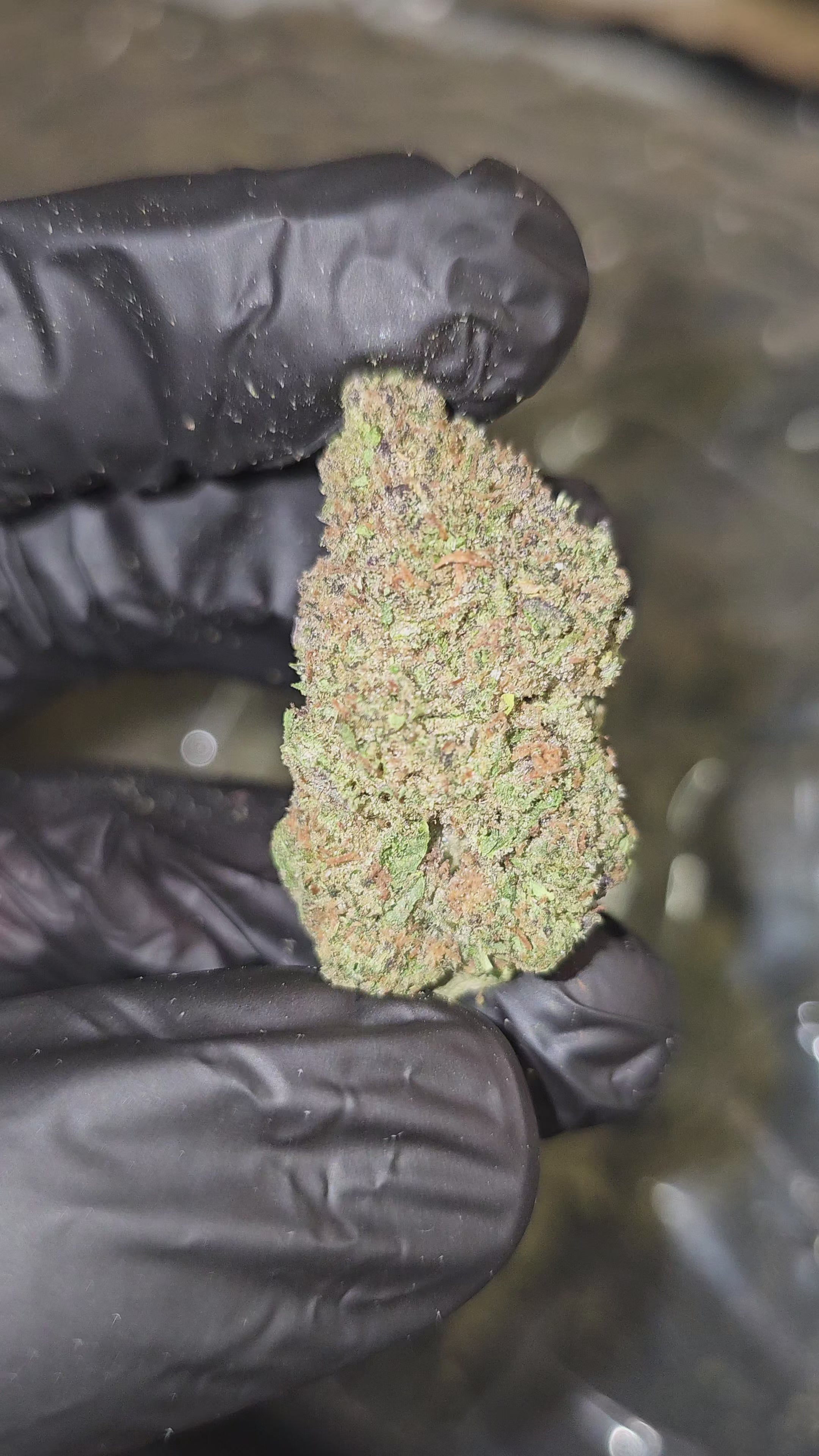 Super Runtz | Budget Top Shelf | 32% | Flower | On Sale