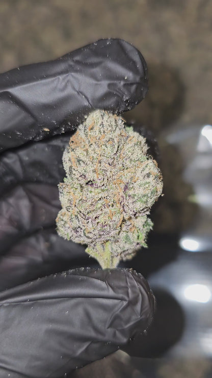 Bubble Bath x Runtz | First Cut Exotics | Flower