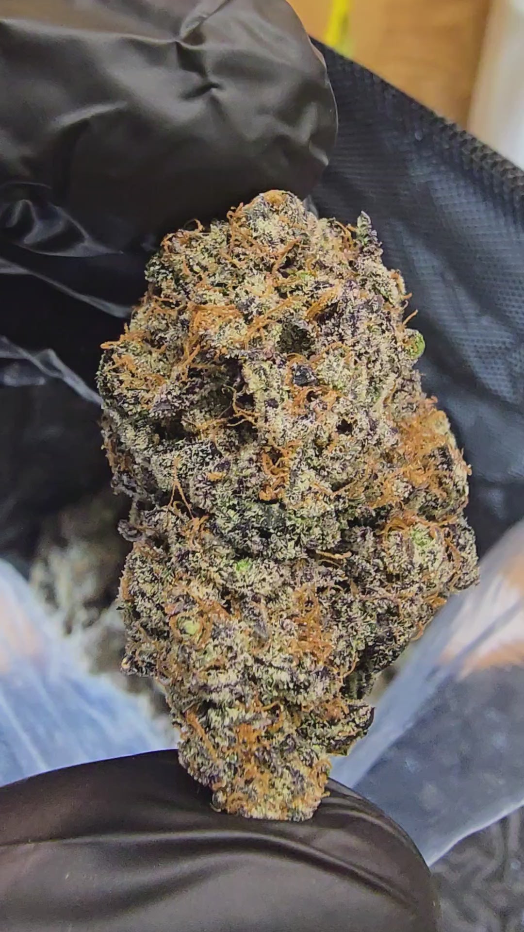 Load video: Gastro Pop | 3.5g Cali Pack | First Cut Exotics | Flower
