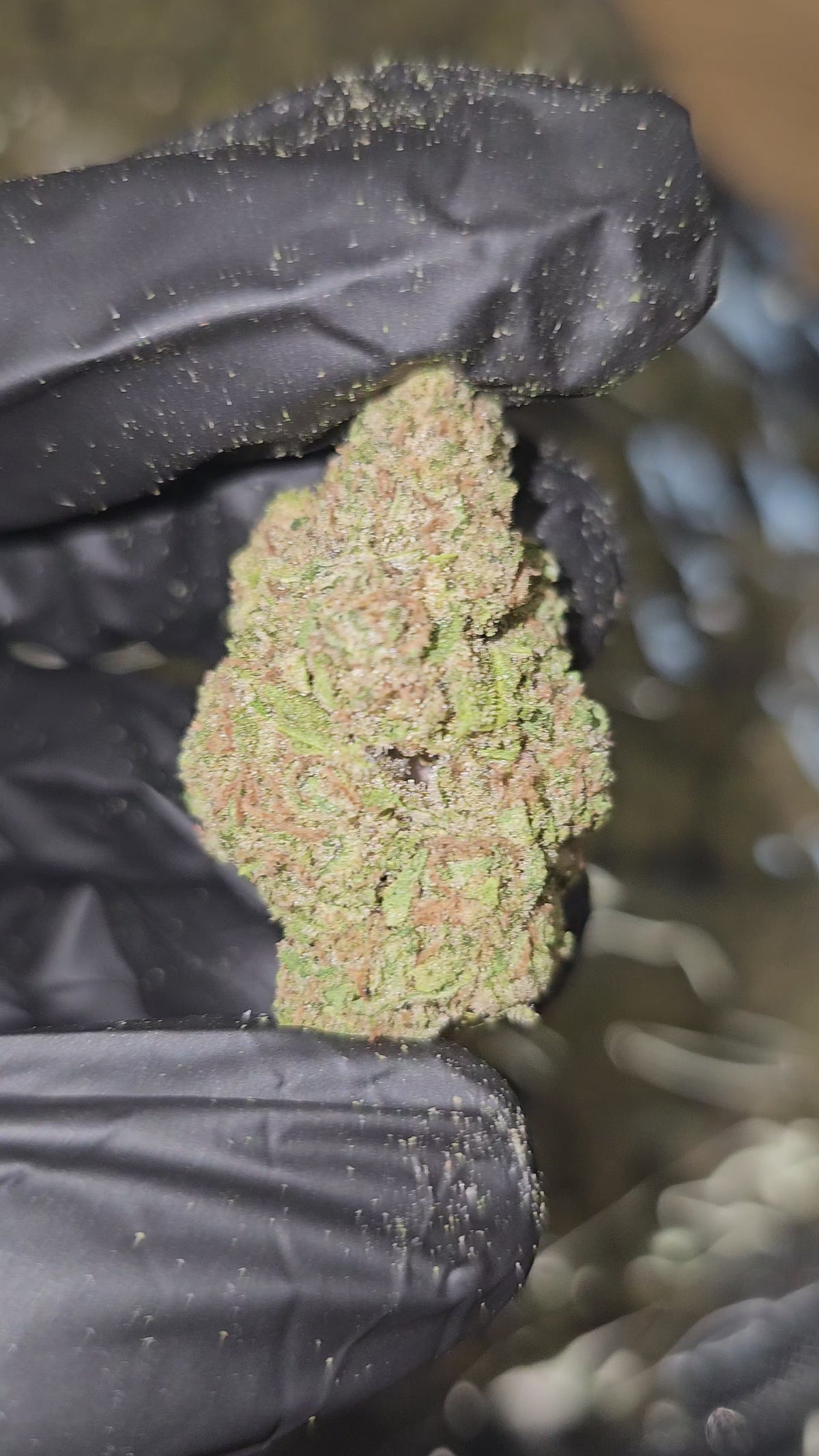Durban Poison | Top Shelf Flower | On Sale