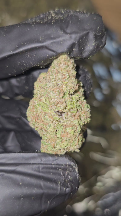 Durban Poison | Top Shelf Flower | On Sale