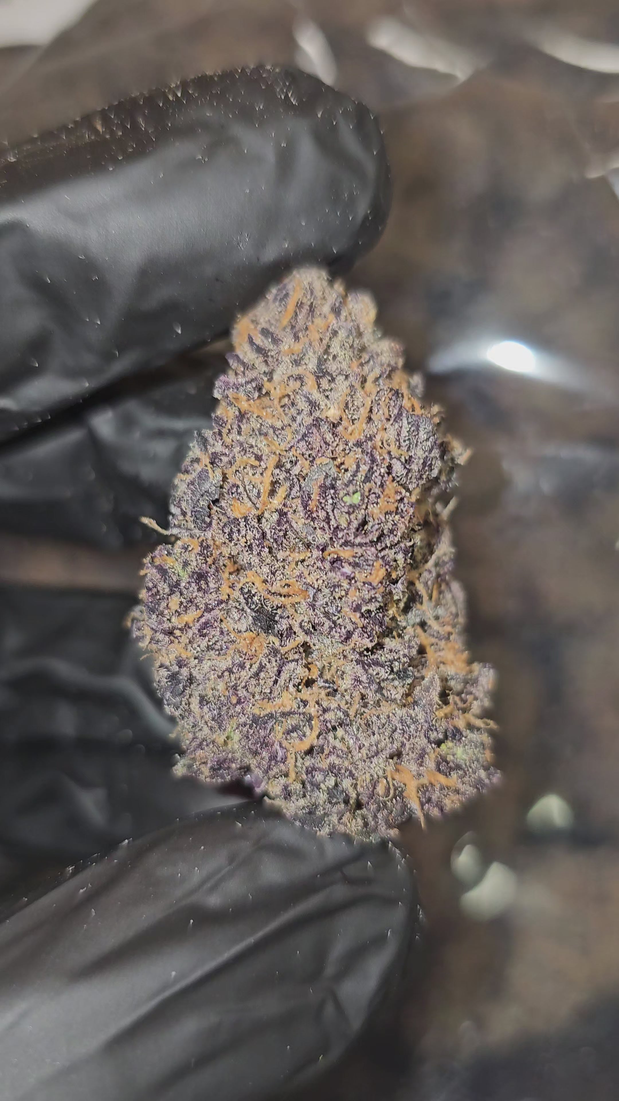Load video: Rhino Pussy | First Cut Exotics | Flower | 29.88%