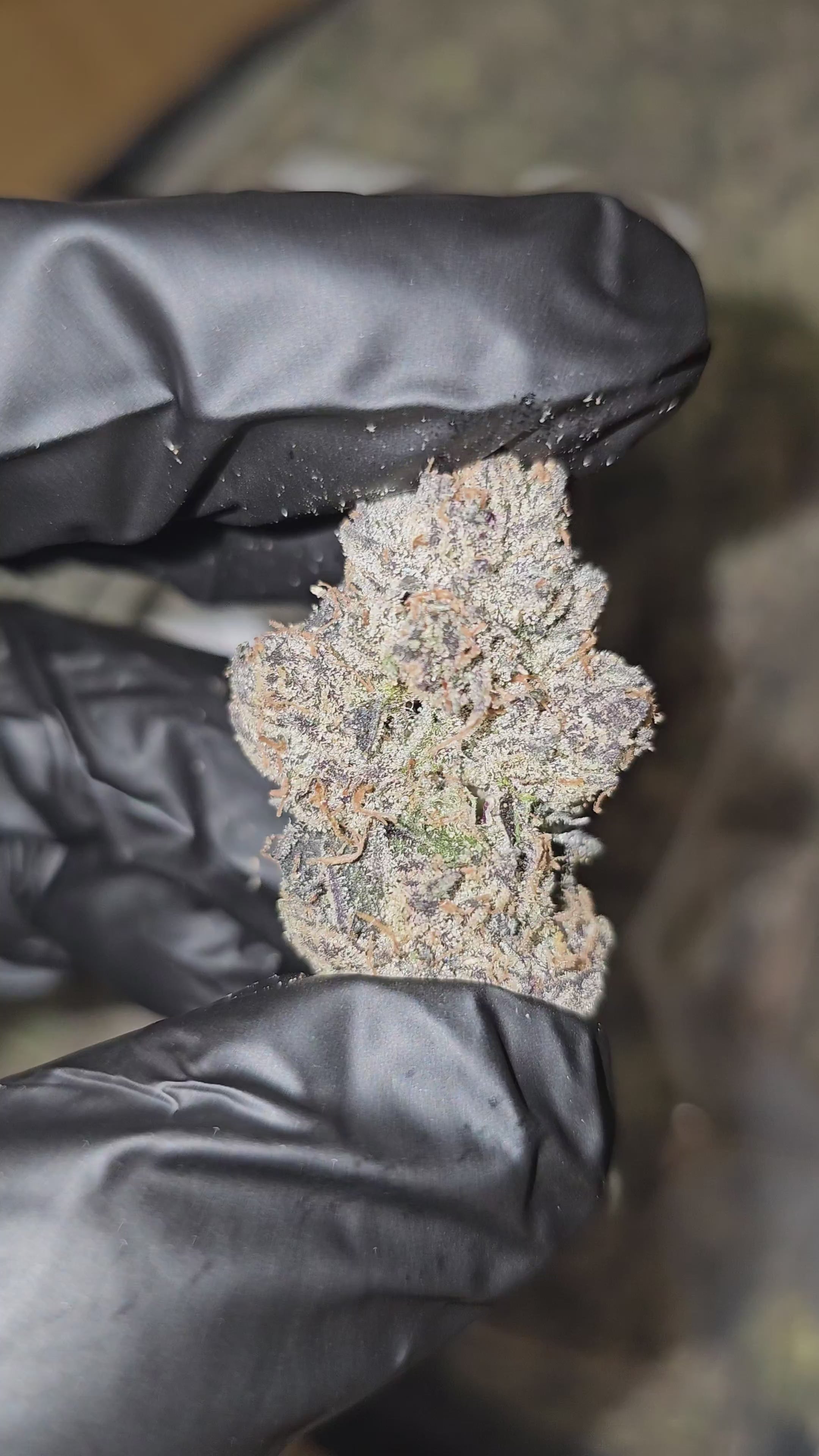 Load video: Zelato | First Cut Exotics | Flower | On Sale