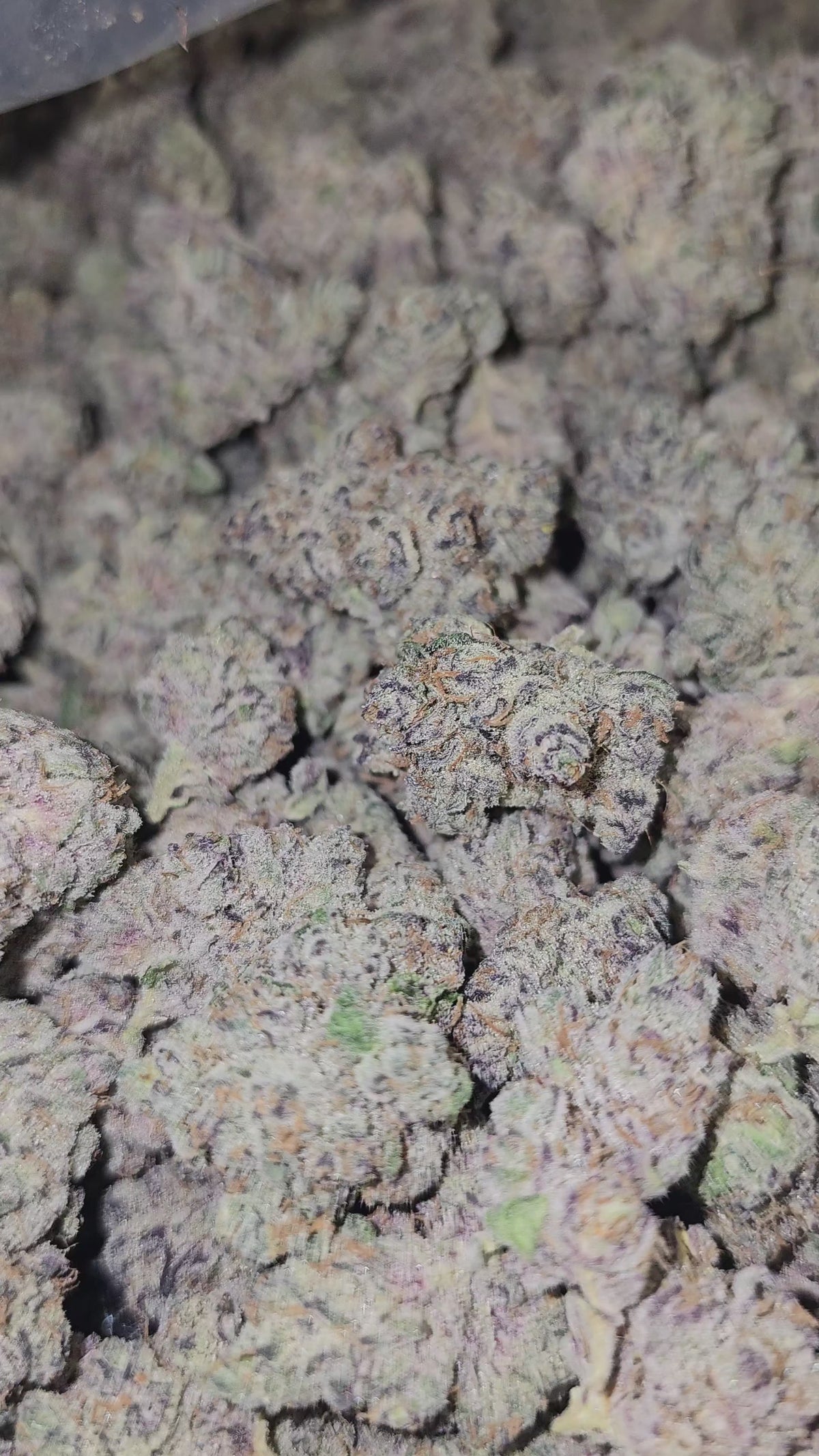 Garlic Icing | First Cut Exotics | 32% Flower