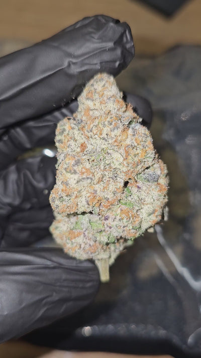 Astronaut Status | First Cut Exotics | Flower