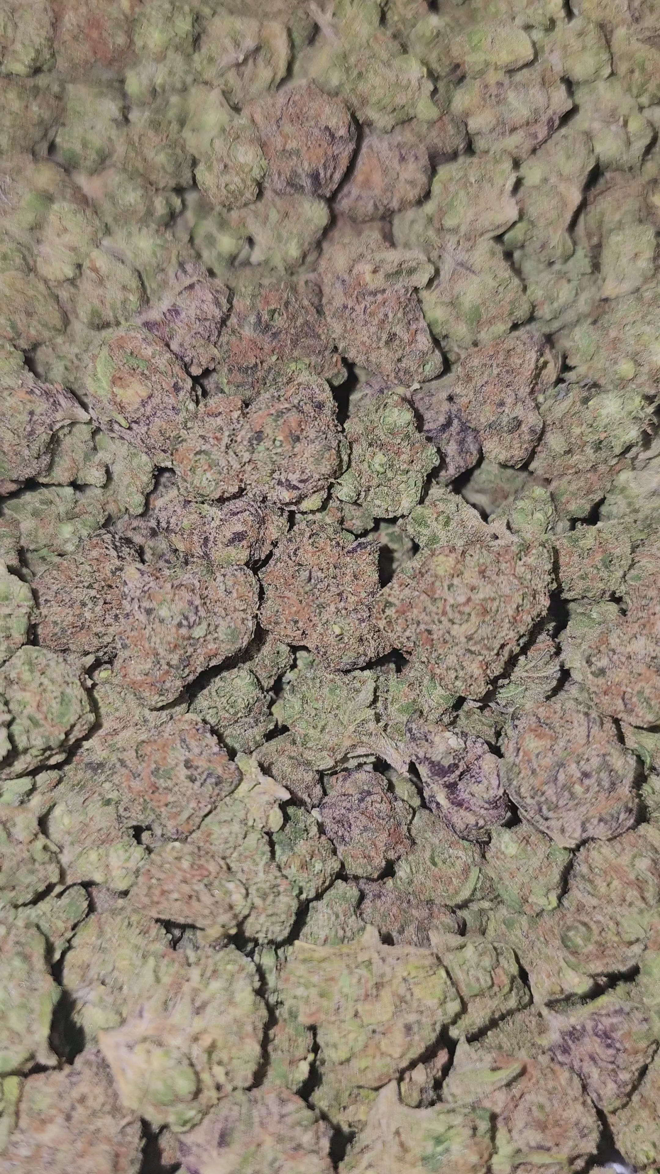 Blueberry Pancakes | Small Buds | Boutique Exotics | Flower