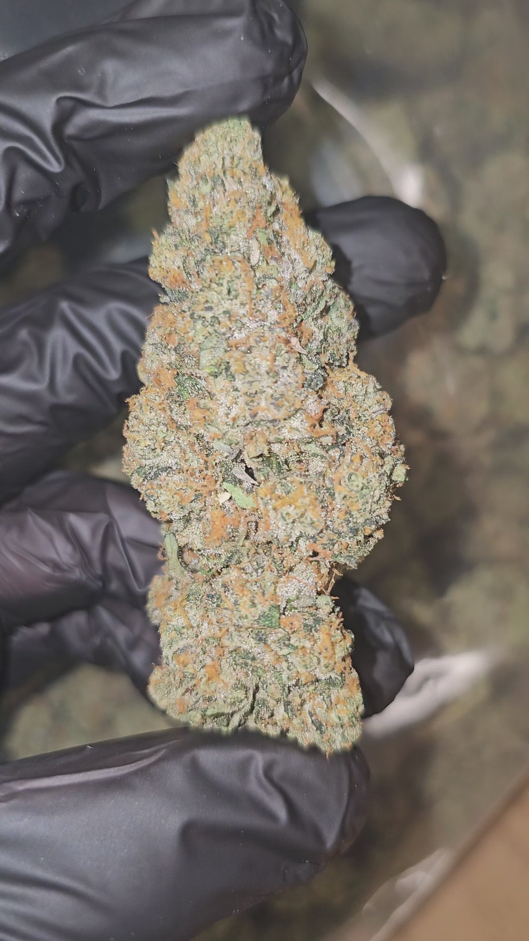 Load video: White Gushers | Boutique Exotics | 35.90% | Flower