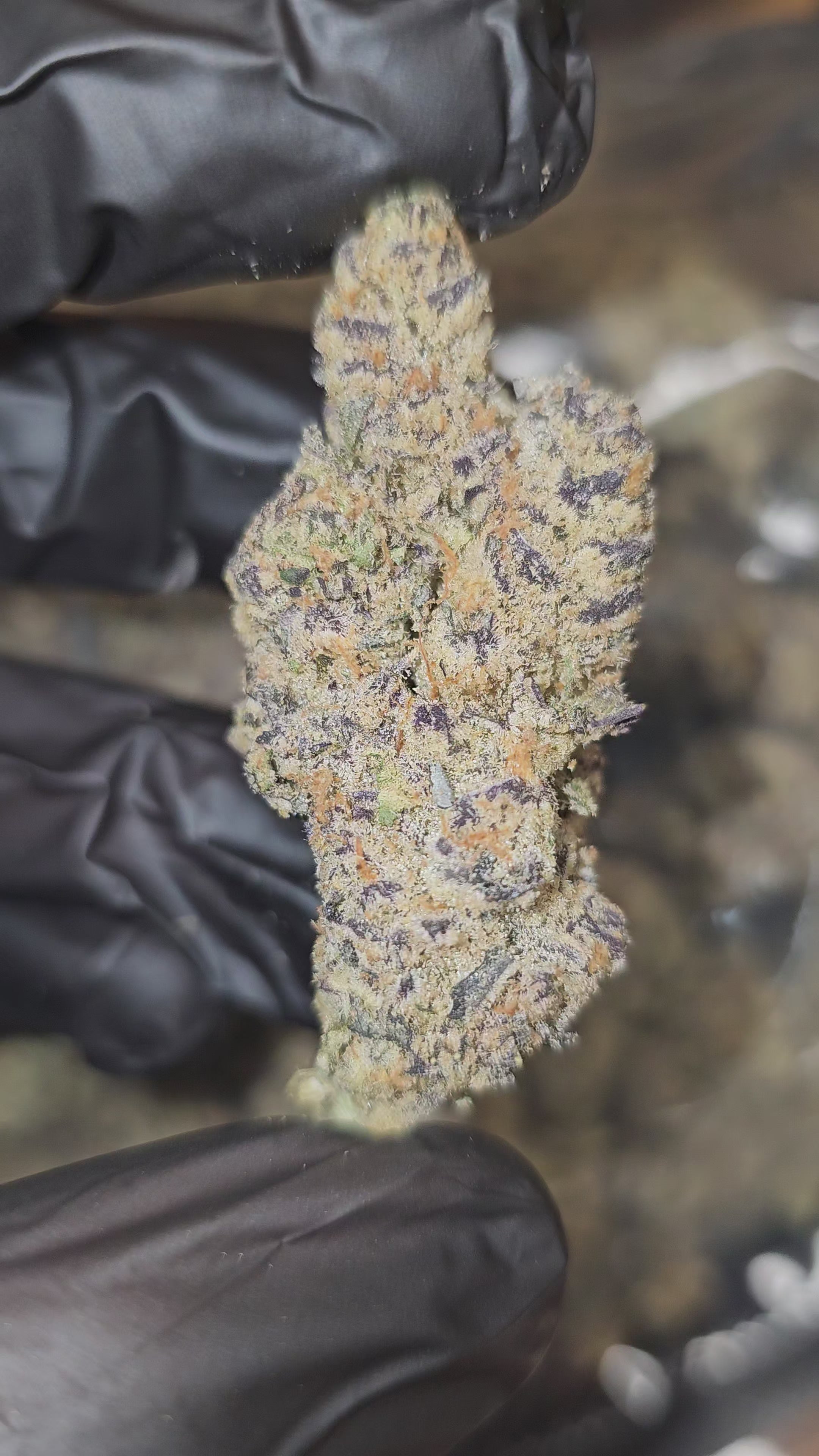 Load video: Chimera | Boutique Exotics | Flower | MEMBERS ONLY DEAL