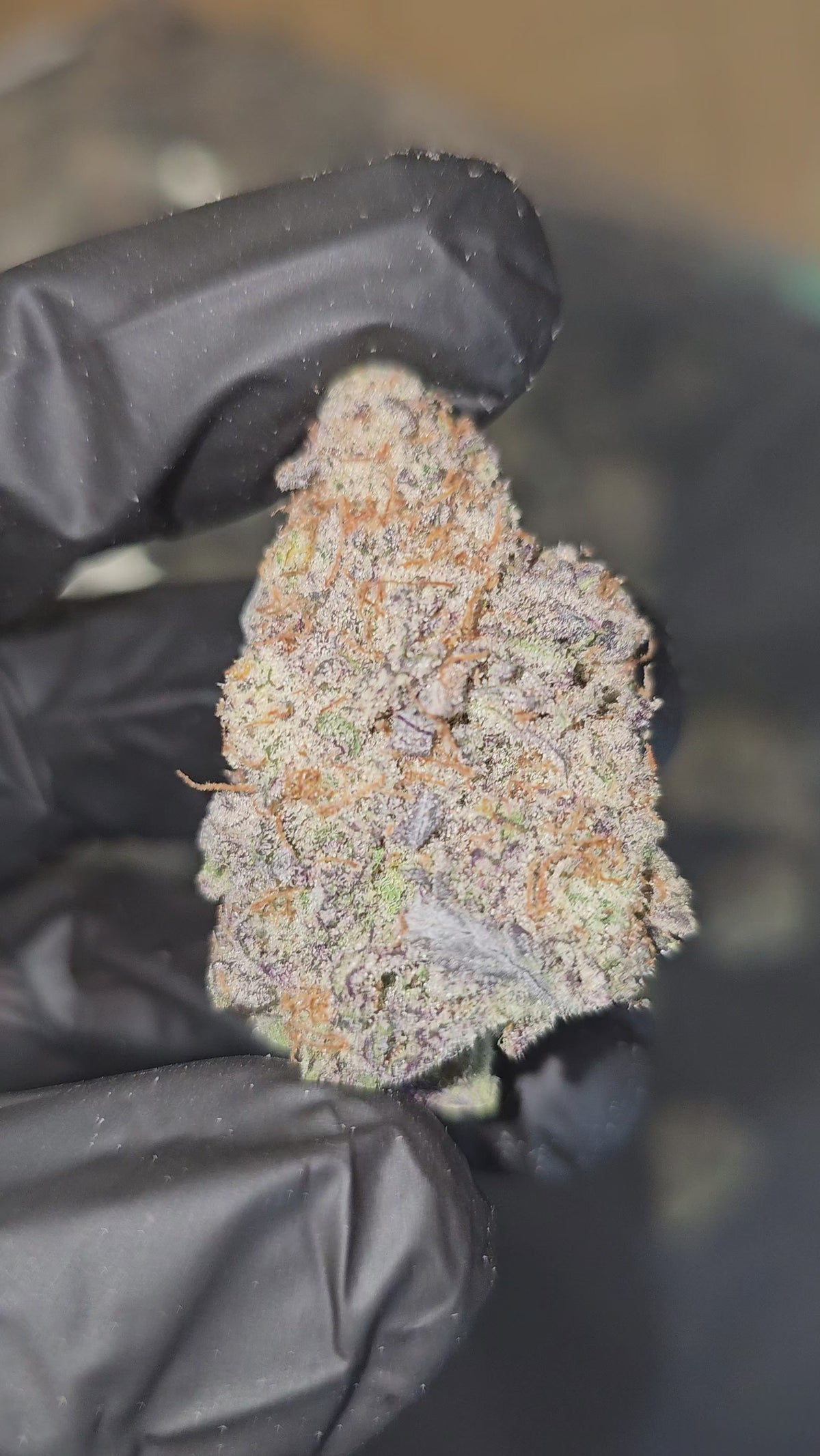 Junior MAC | First Cut Exotics | Flower | 34.39%