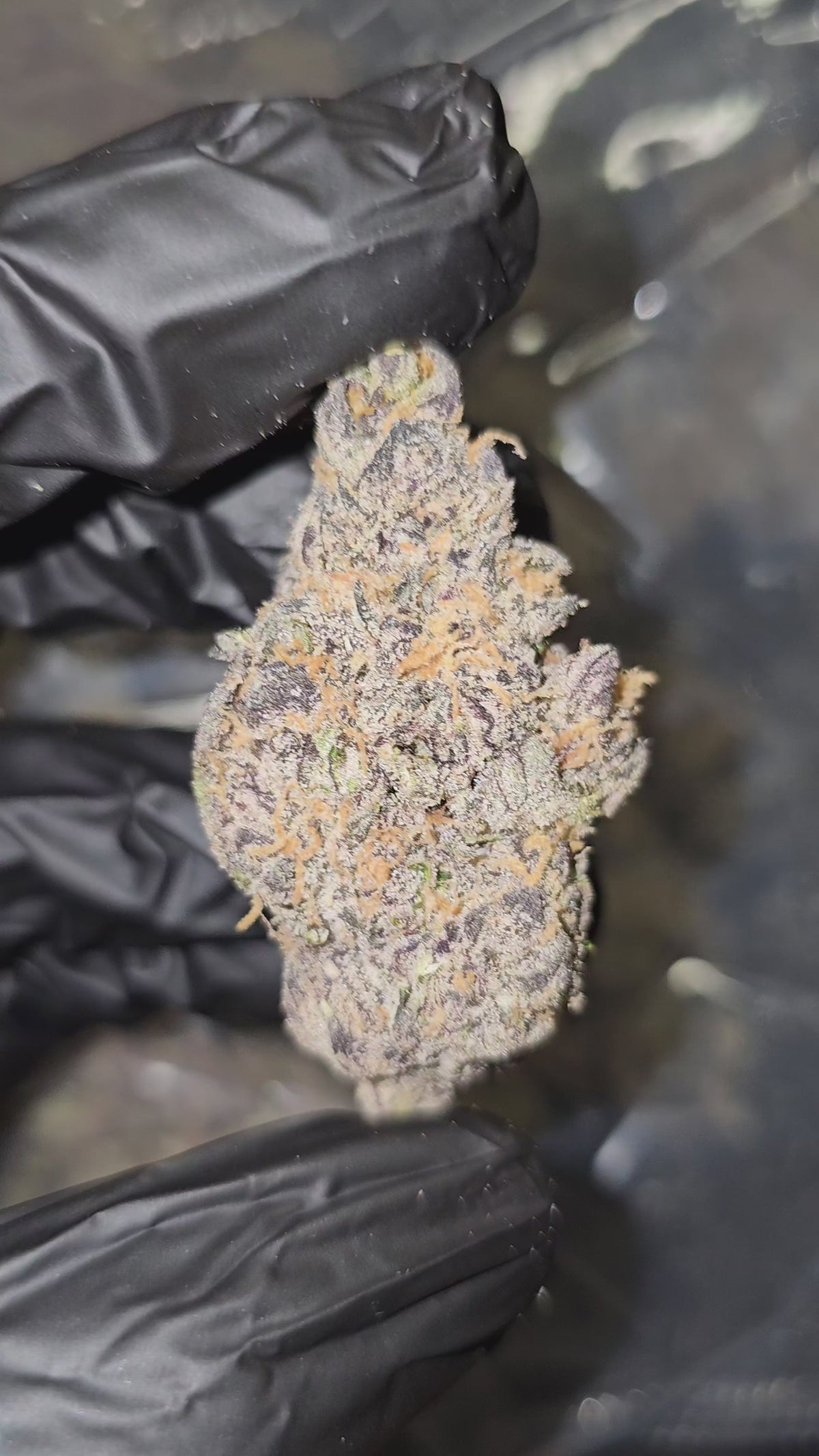 Black Onion | First Cut Exotics | Flower