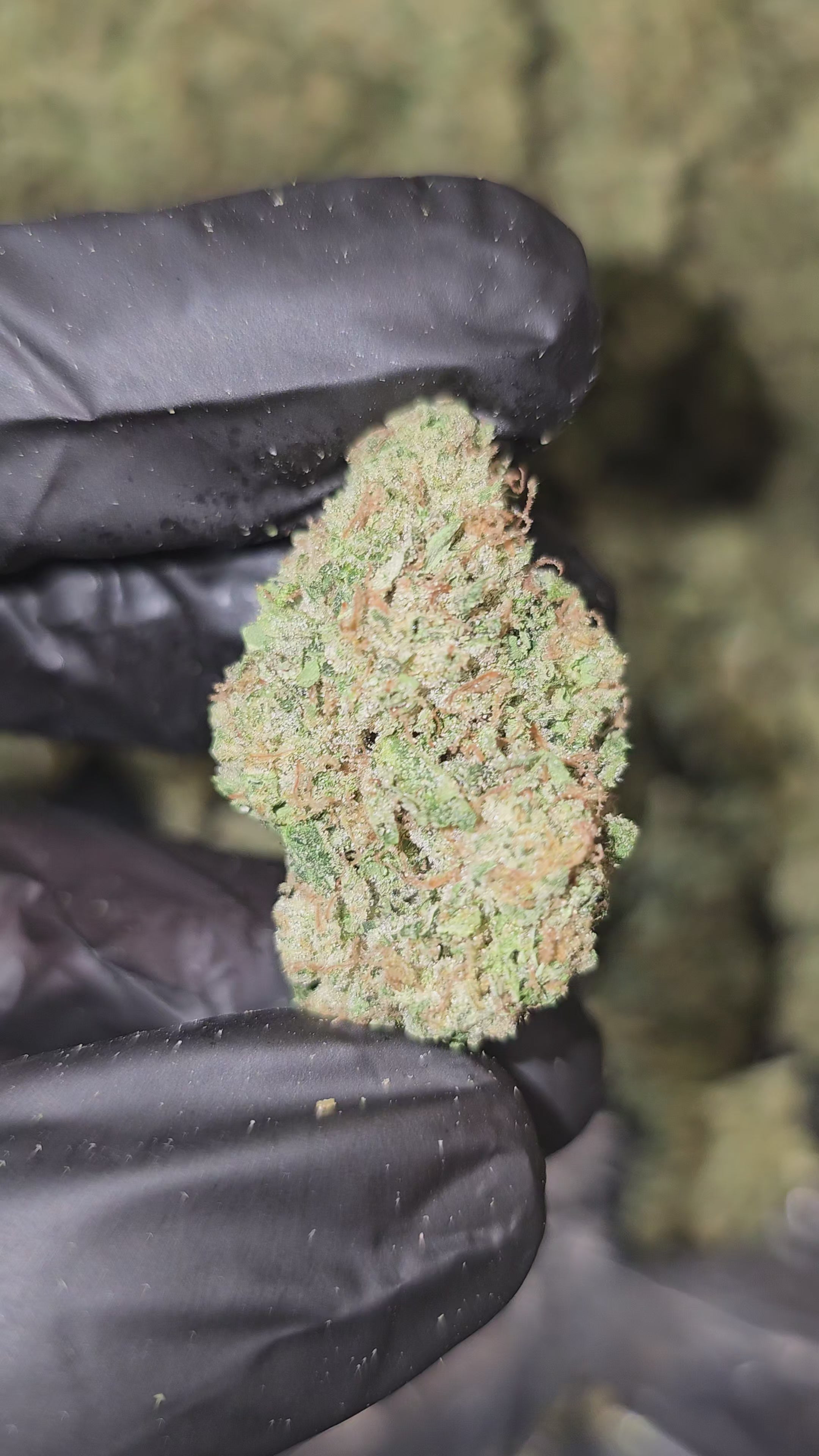 Load video: Fiestaz | Top Shelf | Flower