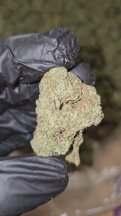 Blue Dream | Top Shelf Flower | 31% On Sale