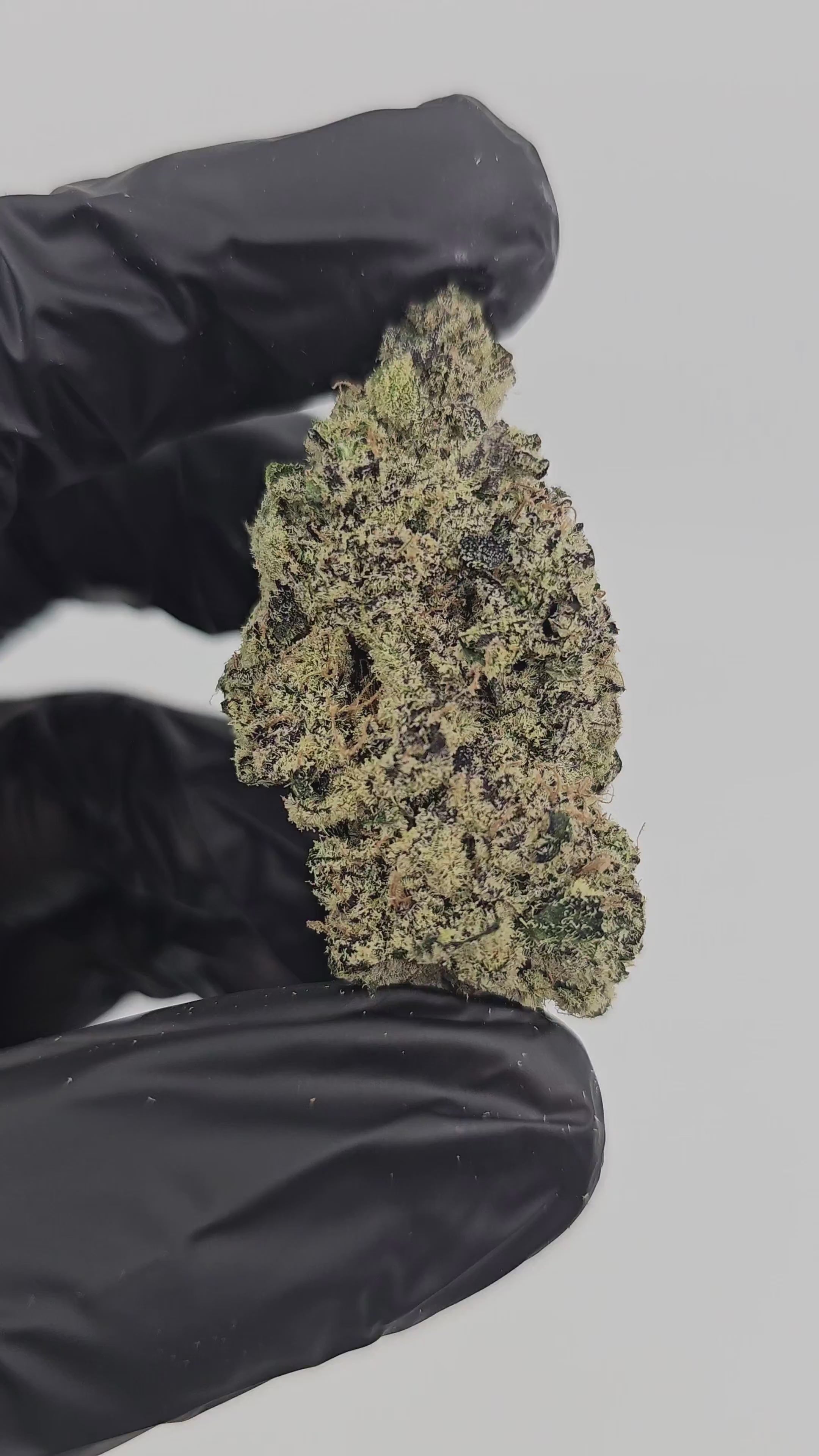 Load video: Blue Shamu | First Cut Exotics | 33% | Flower
