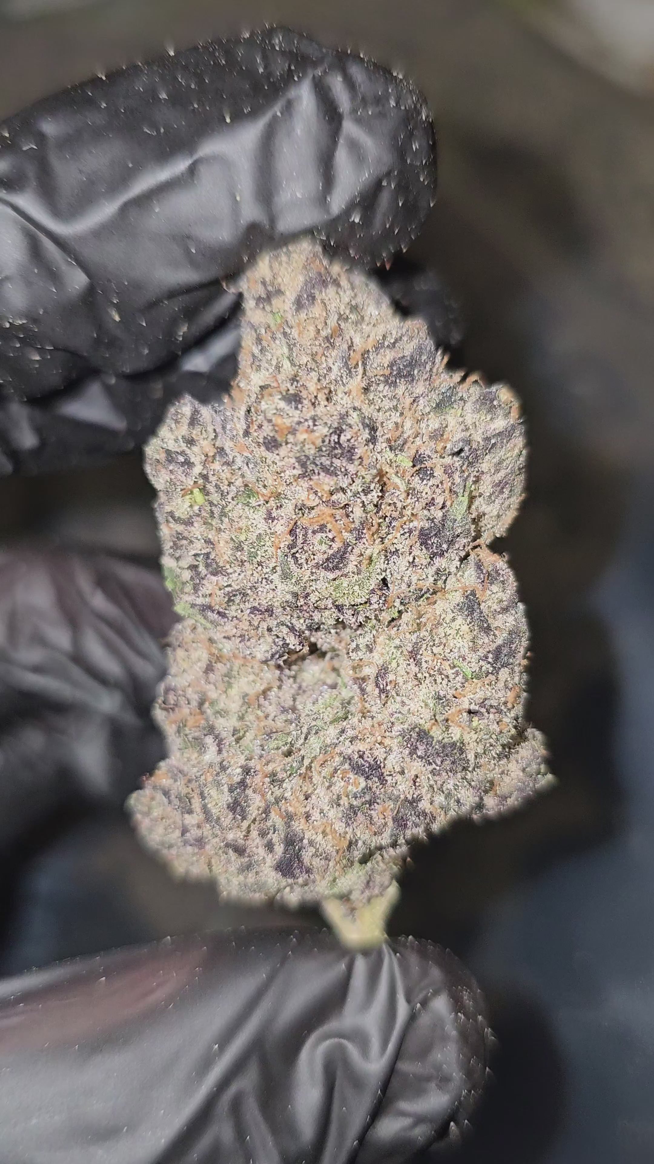 Blue Toe Jam | First Cut Exotics | Flower | ON SALE