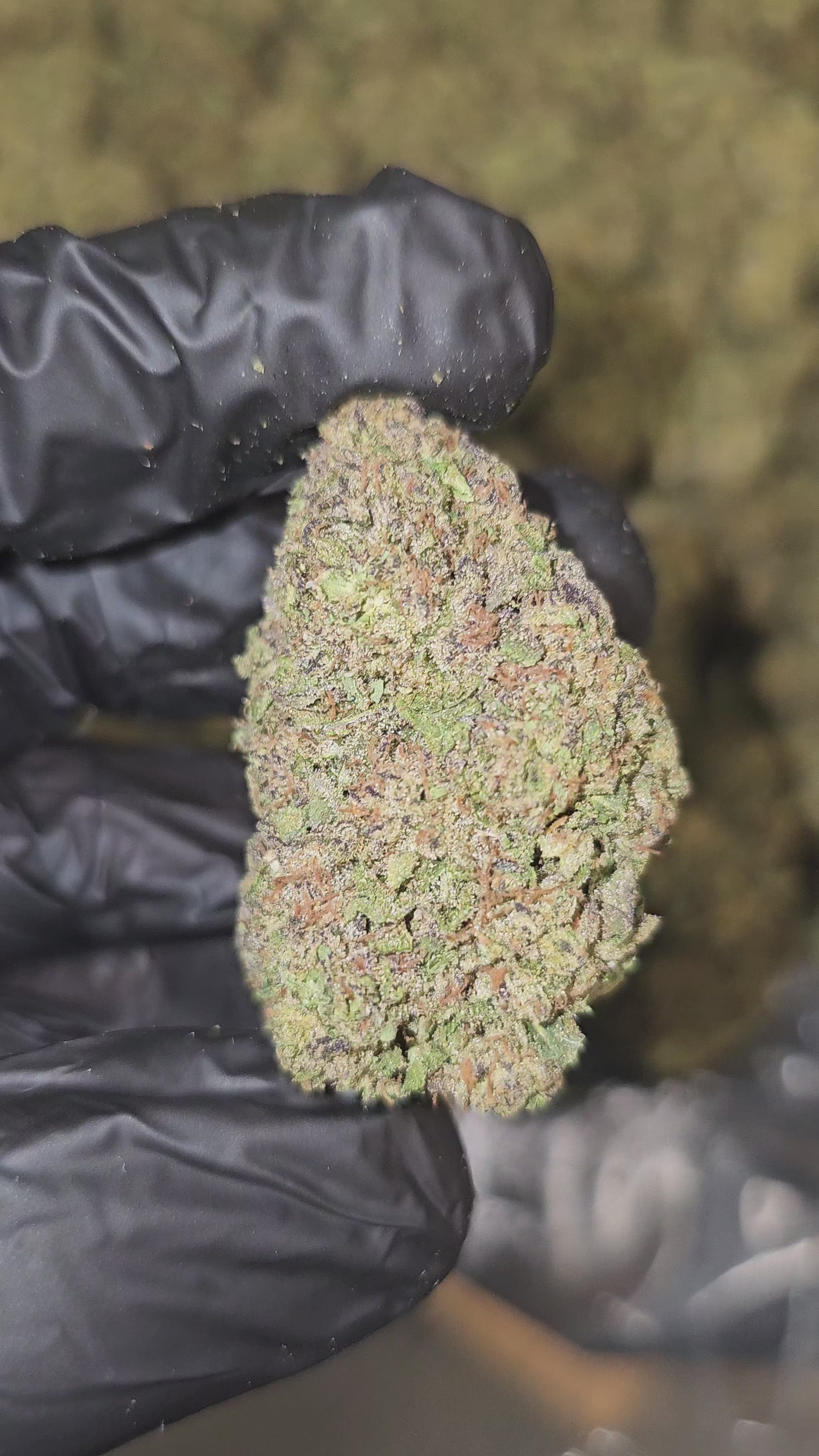 Load video: King Louis XIII | Top Shelf | Flower