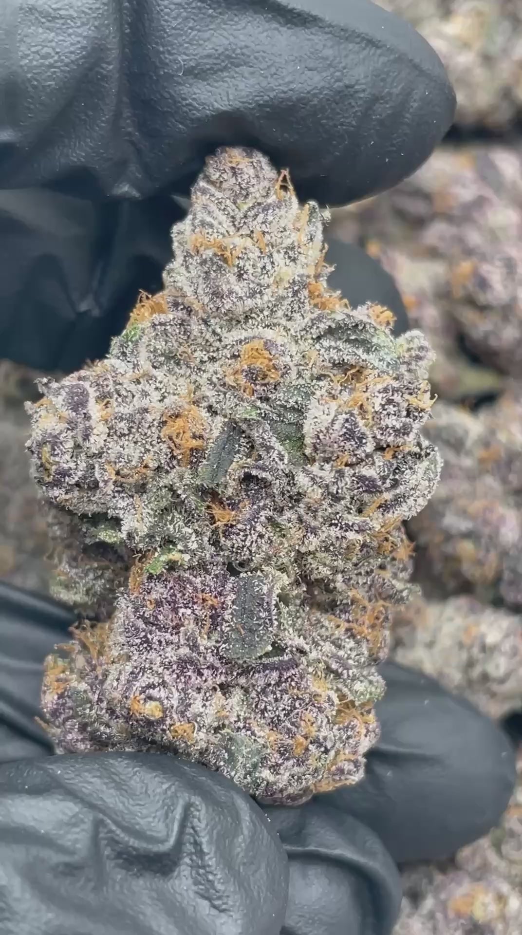 Pink Berry Runtz | First Cut Exclusive | Flower