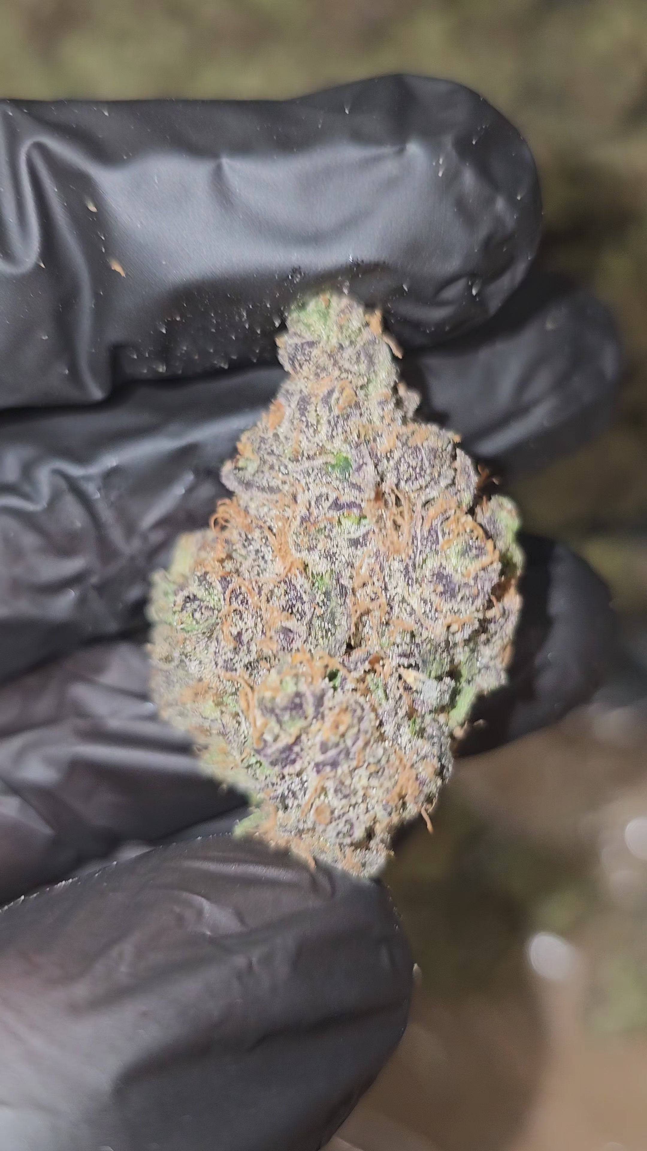 LA Cookies | First Cut Exotics | Flower