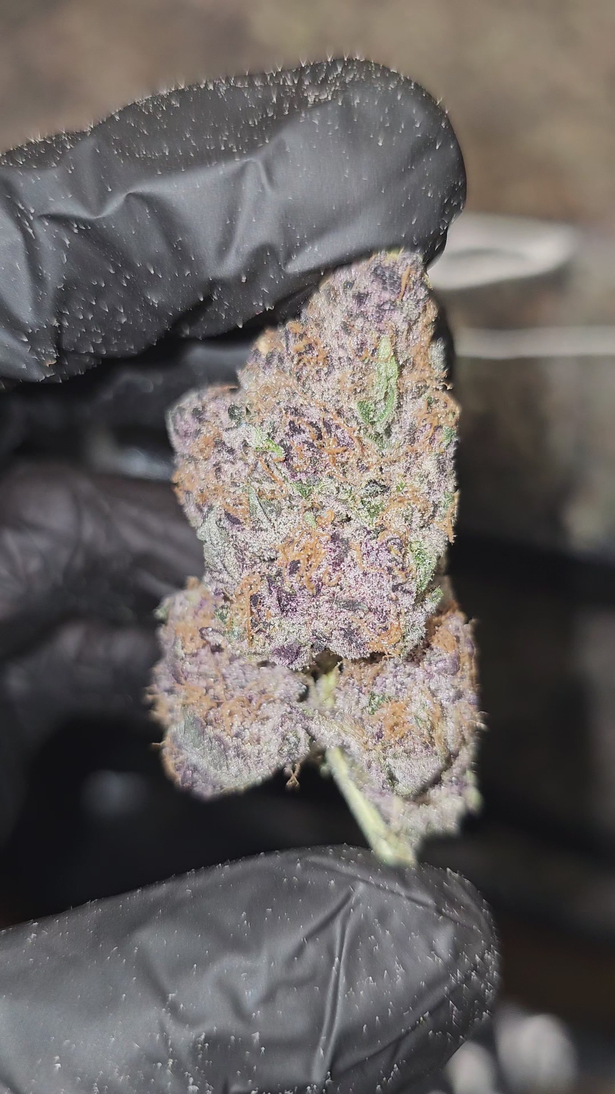 BlockBerry | First Cut Exotics | Flower