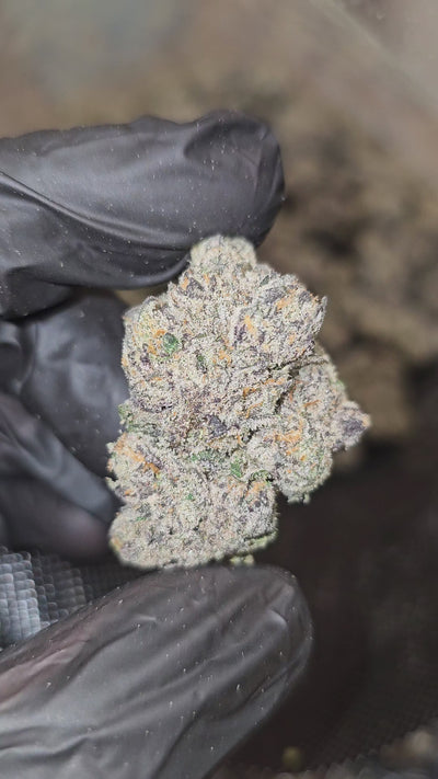 Dat Flavor | First Cut Exotics | Flower | ON SALE