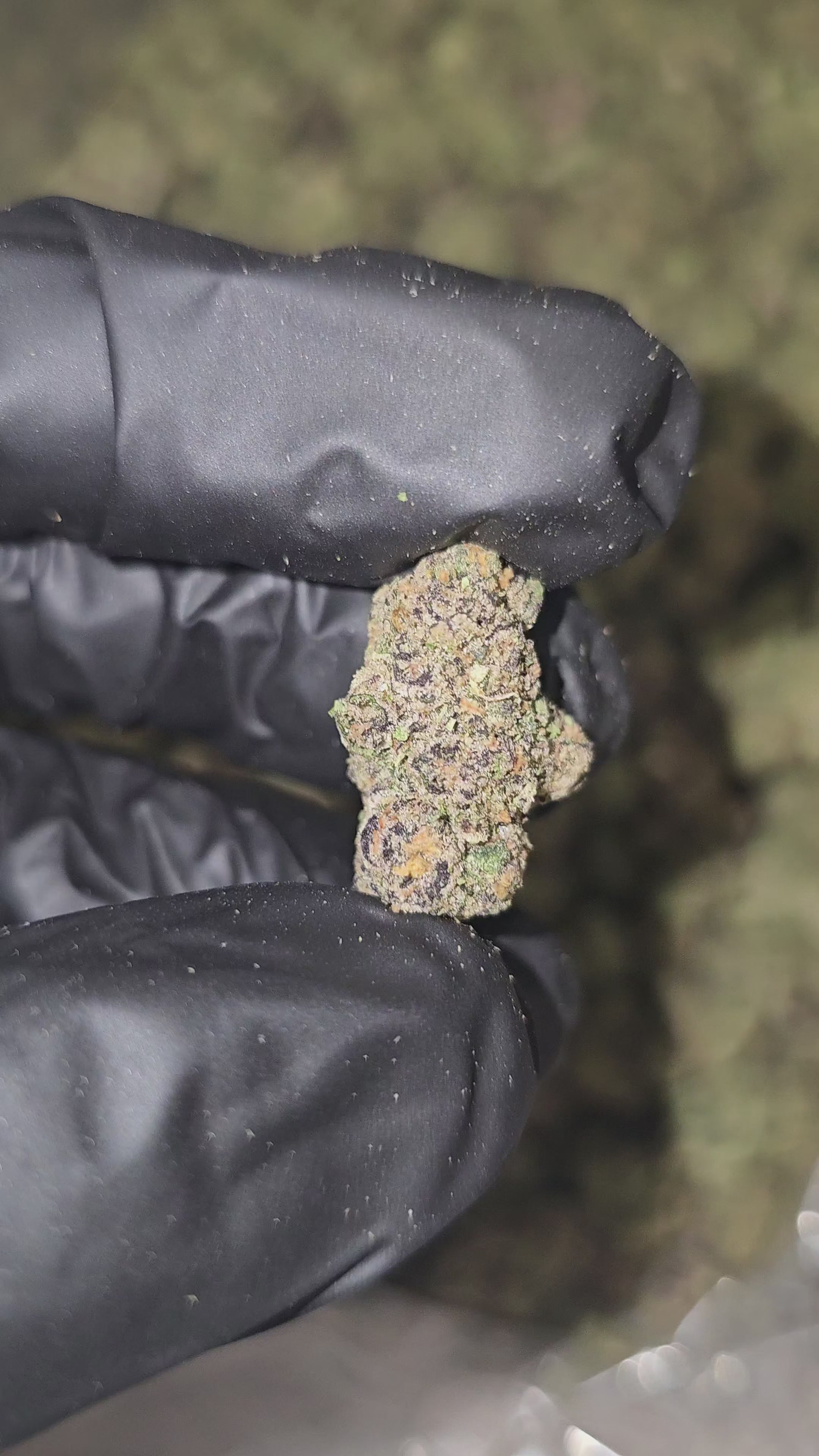 Sharpiez | Small Buds | Boutique Exotics | Flower