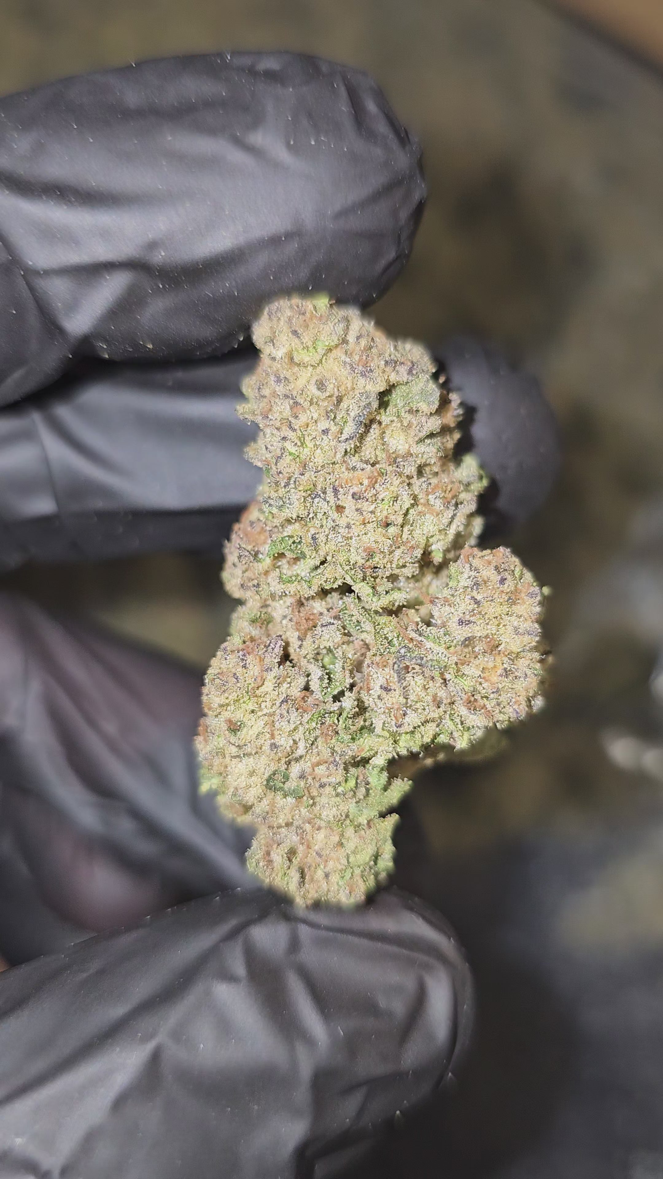 Load video: Wi-Fi OG | Top Shelf | Flower