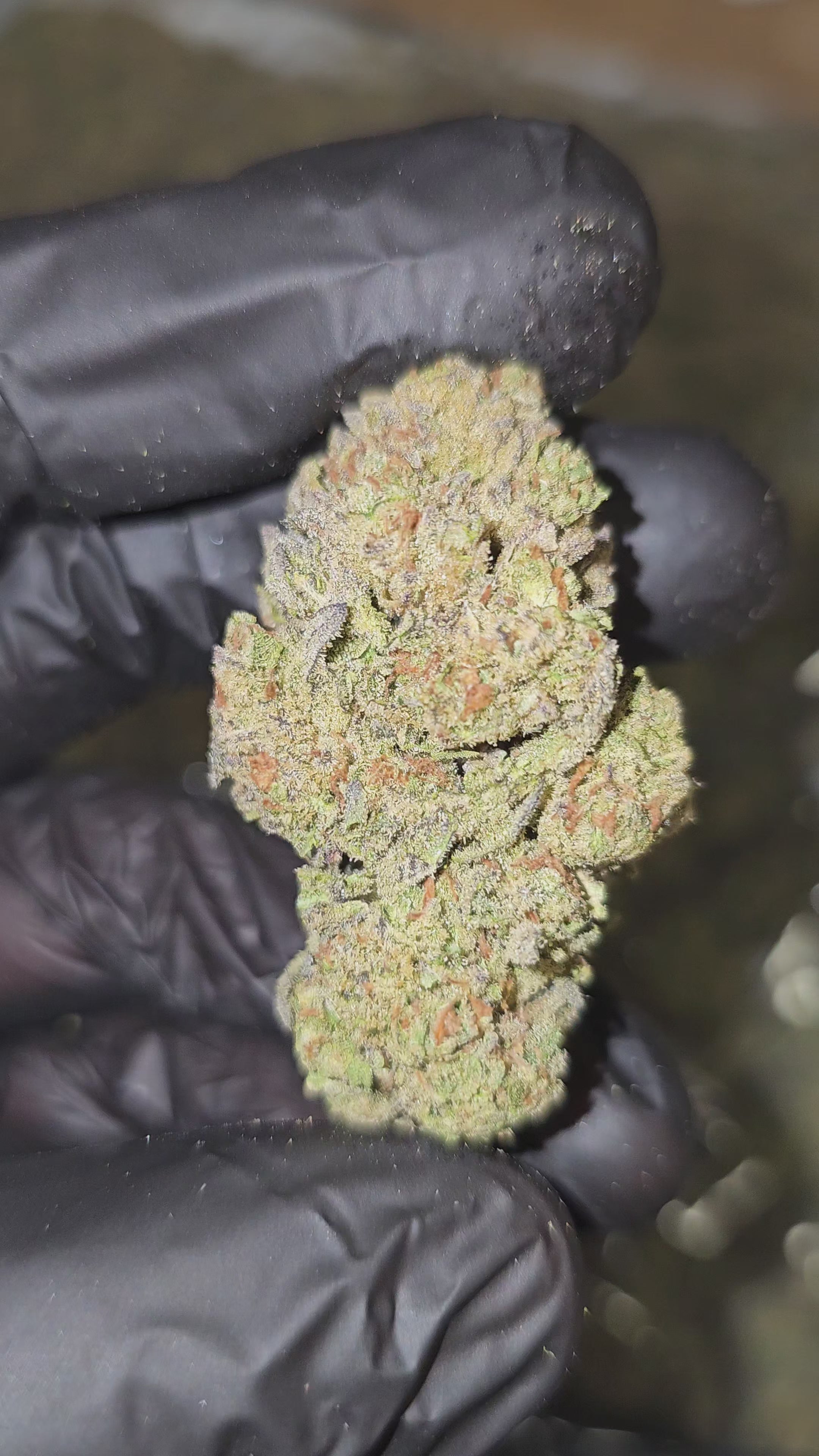 MAC Flurry | Top Shelf | 29% | Flower