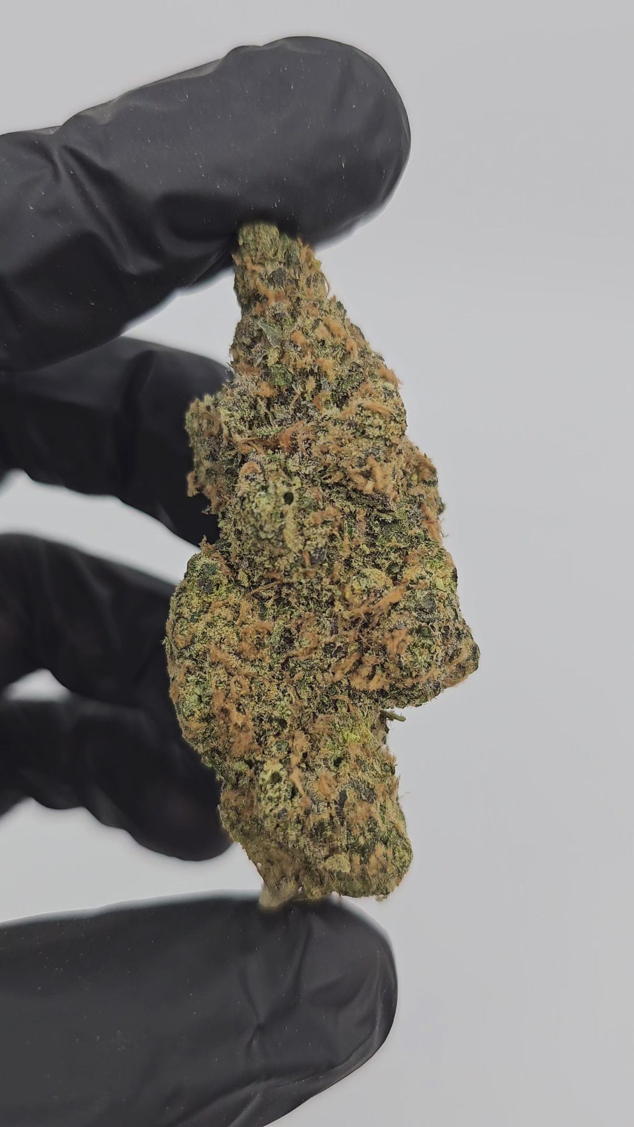 Load video: Citrus Bomb | Top Shelf | Flower | ON SALE