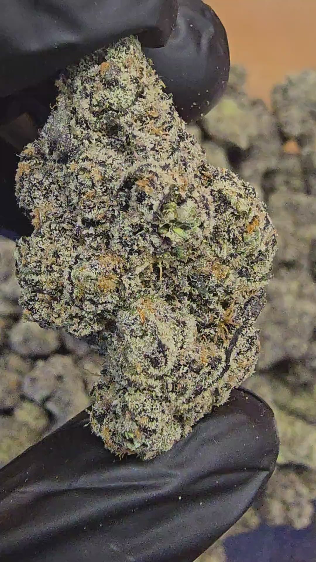 Load video: United States of America | First Cut Exclusive | Flower