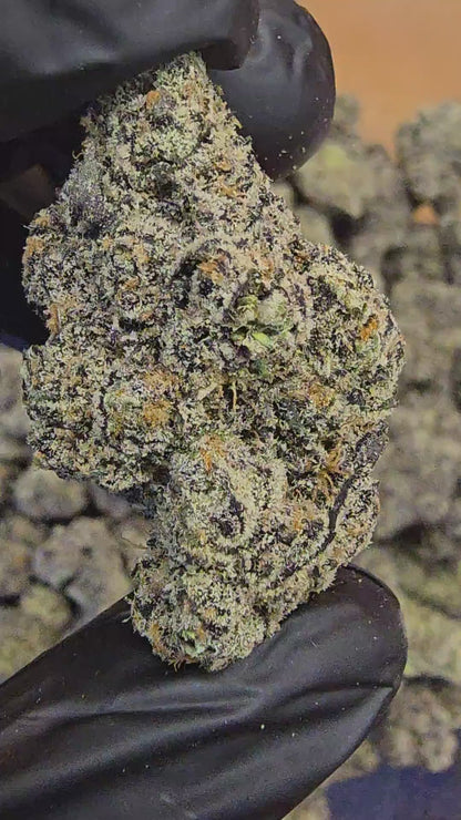 United States of America | First Cut Exclusive | Flower