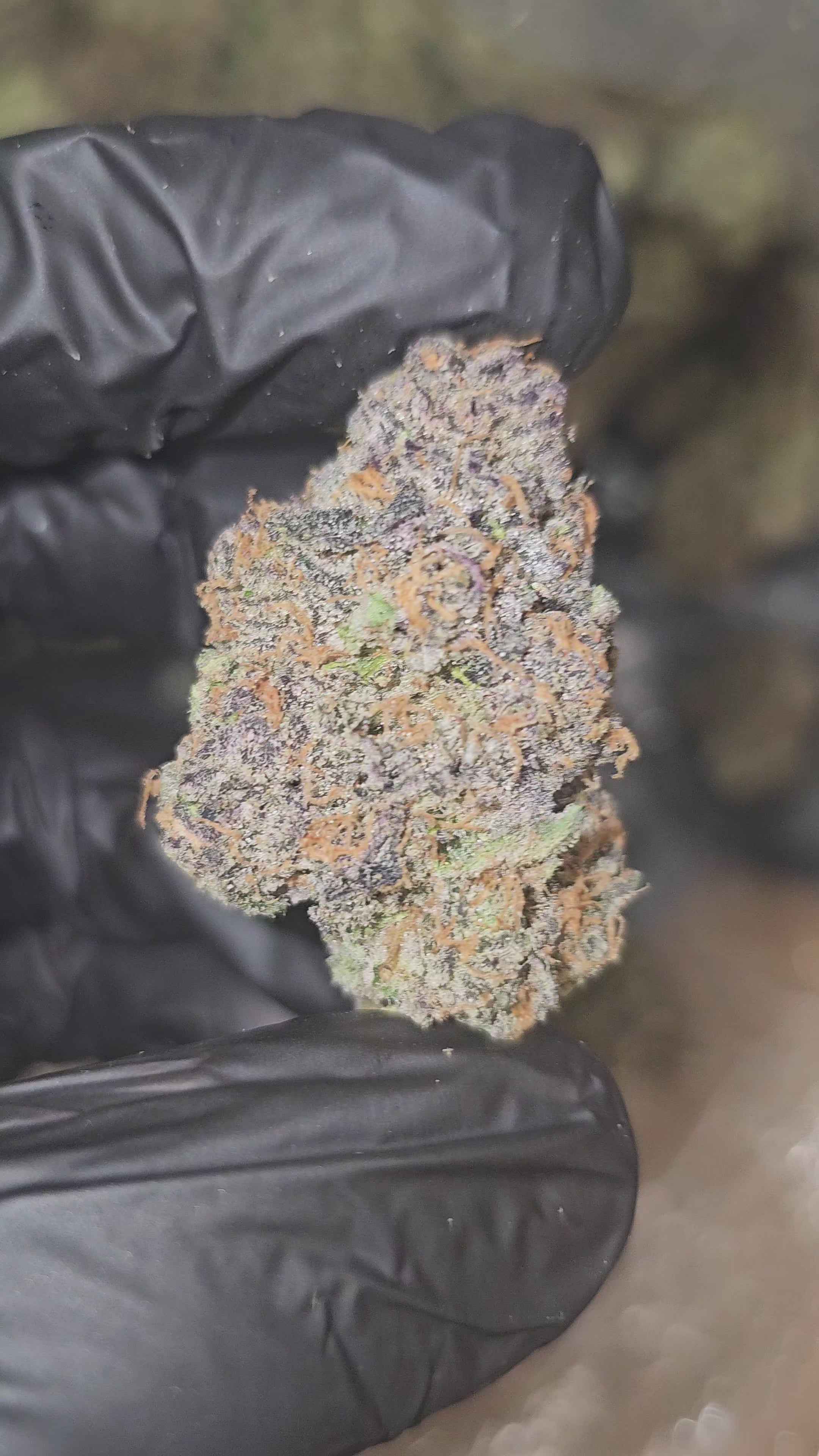 Toad Venom | First Cut Exotics | Flower