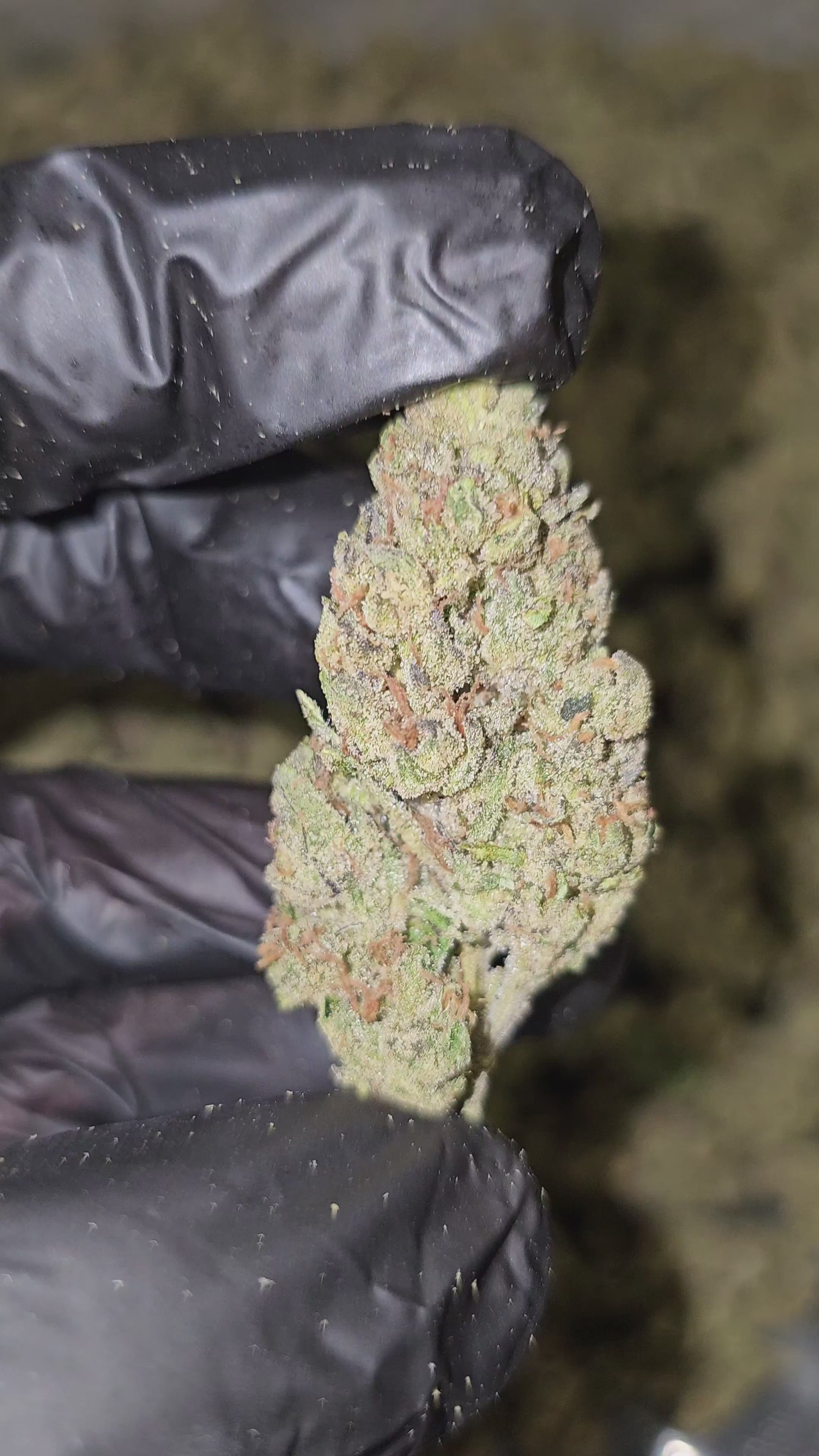 Load video: Vanilla Runtz | Budget Shelf | Flower