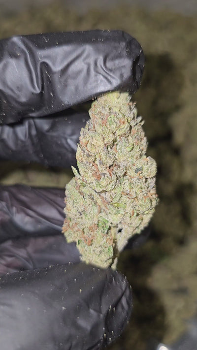 Vanilla Runtz | Budget Shelf | Flower