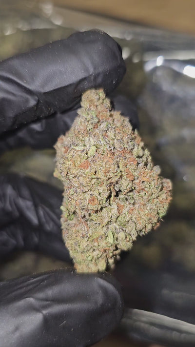 Gelato | Top Shelf | Flower | ON SALE