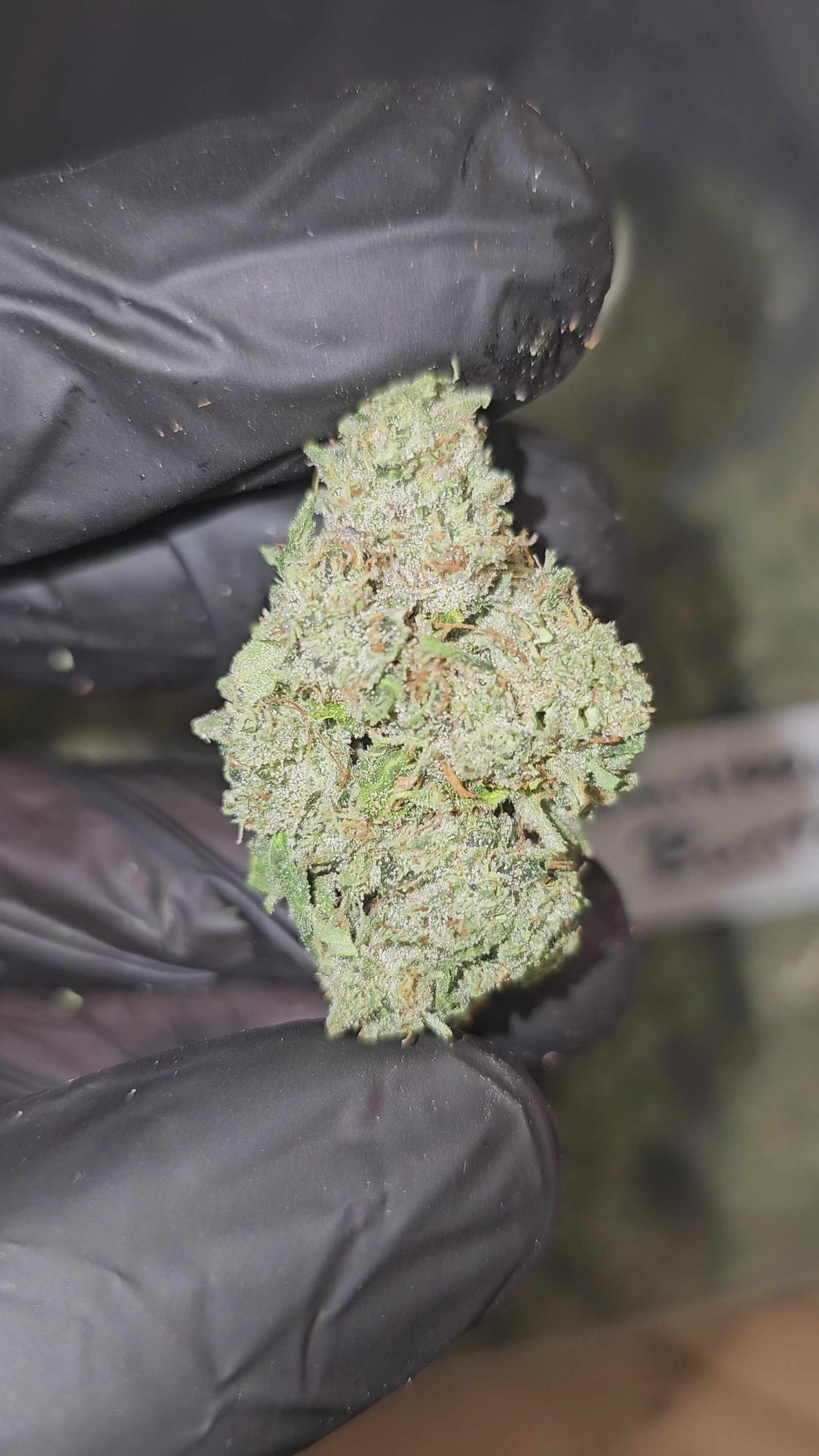 Rainbow Runtz | Top Shelf | Flower