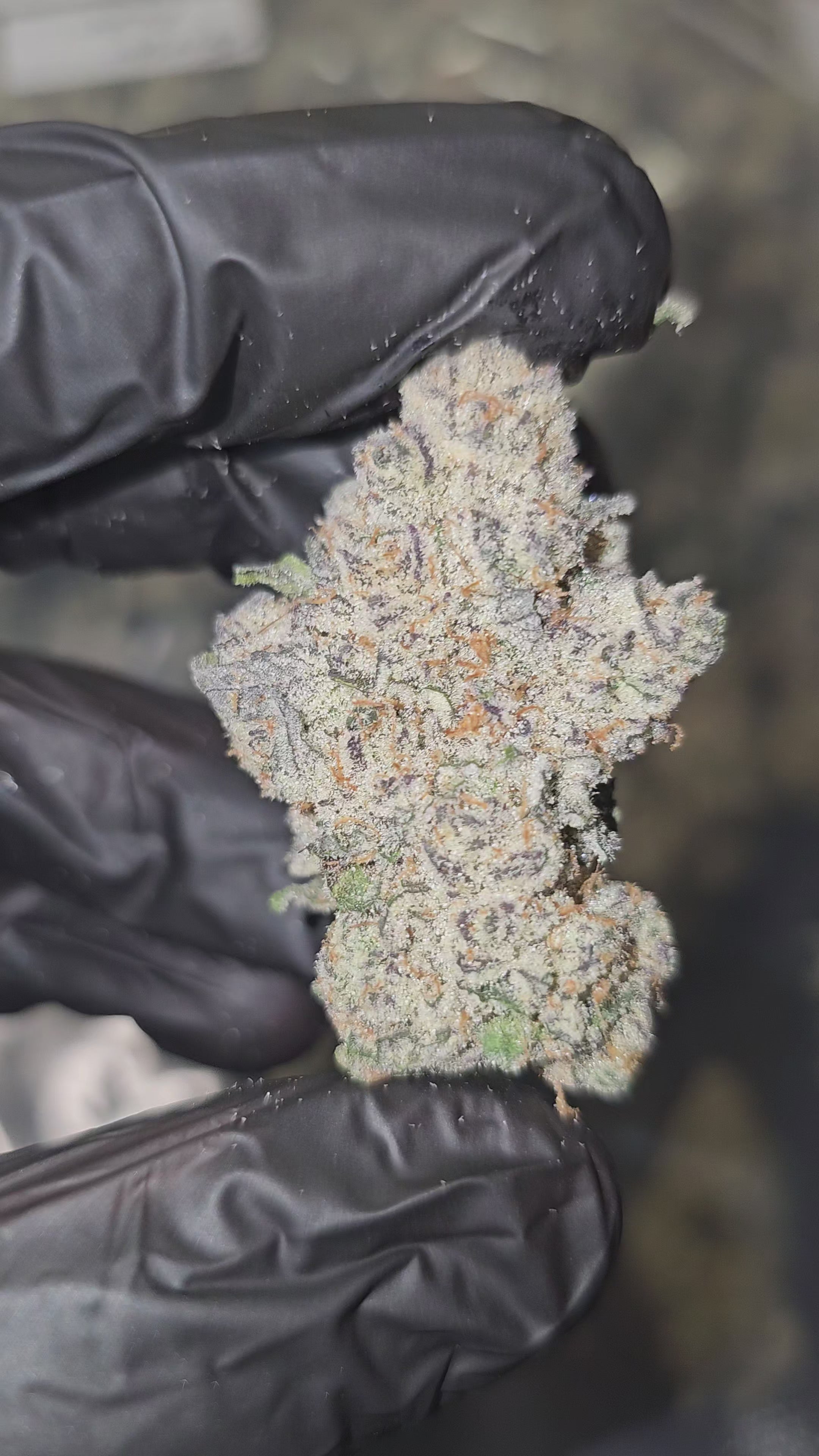White Cherry x Halle Berry | First Cut Exotics | Flower | 36.30%