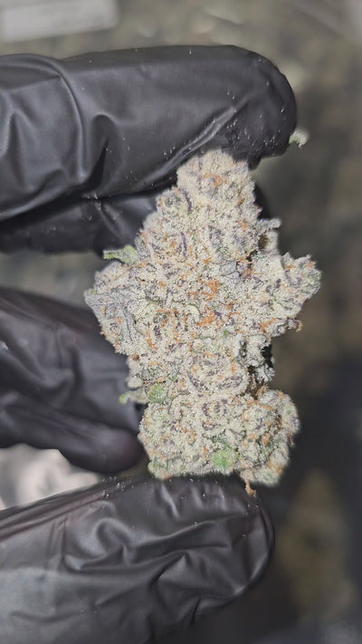 White Cherry x Halle Berry | First Cut Exotics | Flower | 36.30%