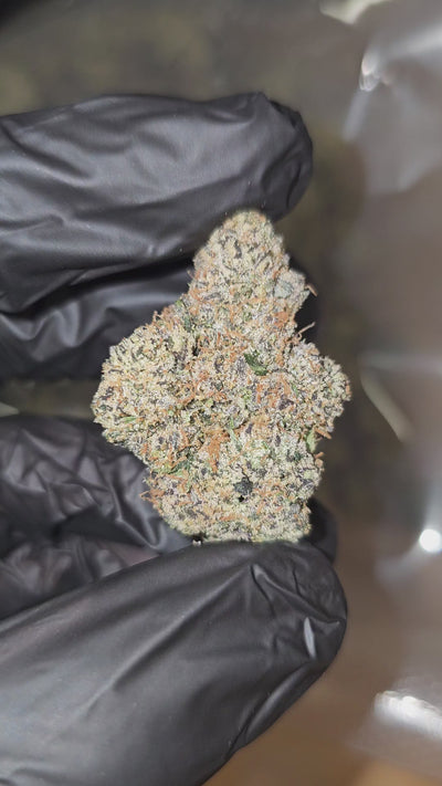 Rainbow Runtz | Boutique Exotics | Flower | On Sale