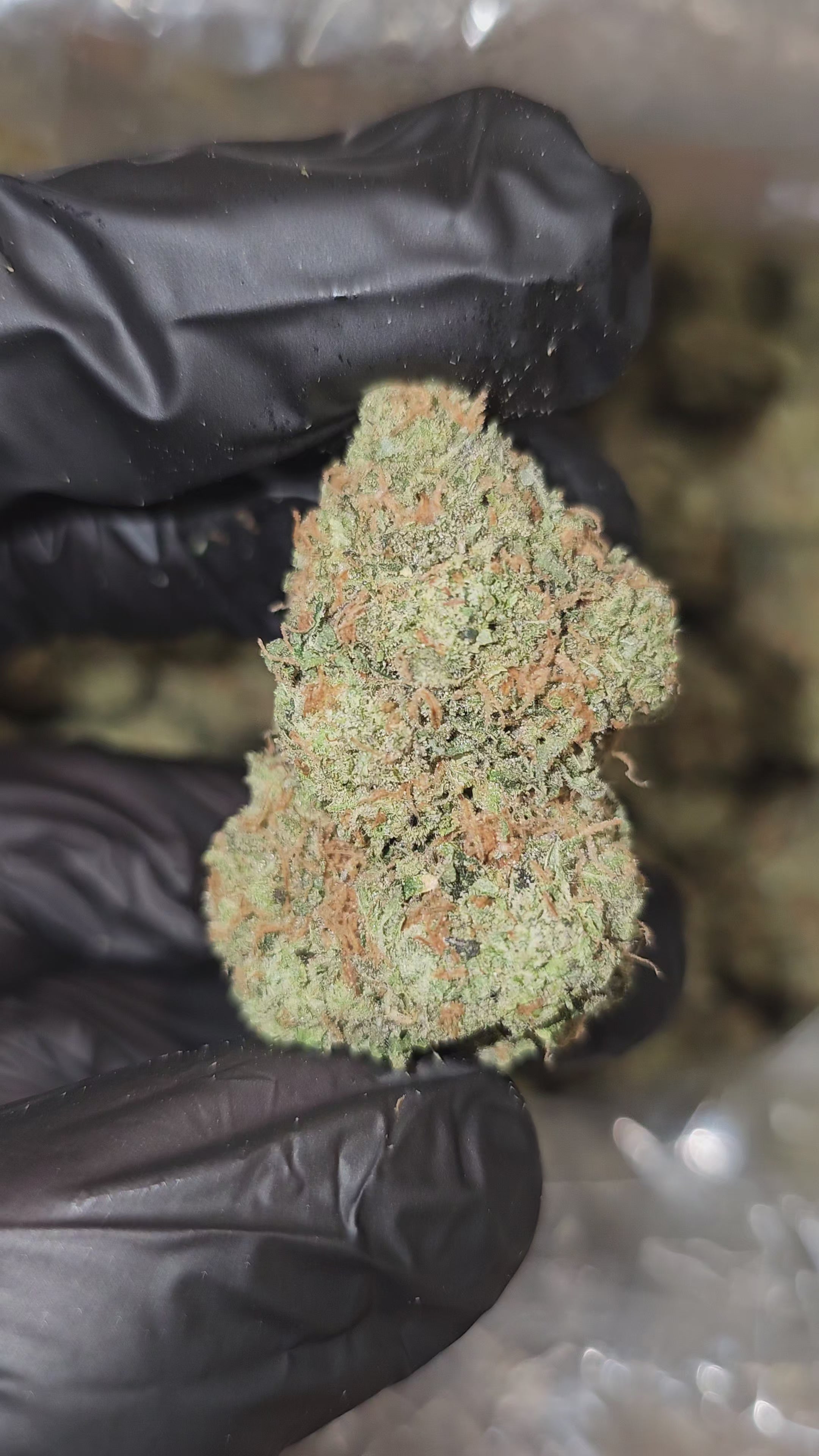 Chem Valley Kush | Boutique Exotics | Flower | MEMBERS ONLY DEAL