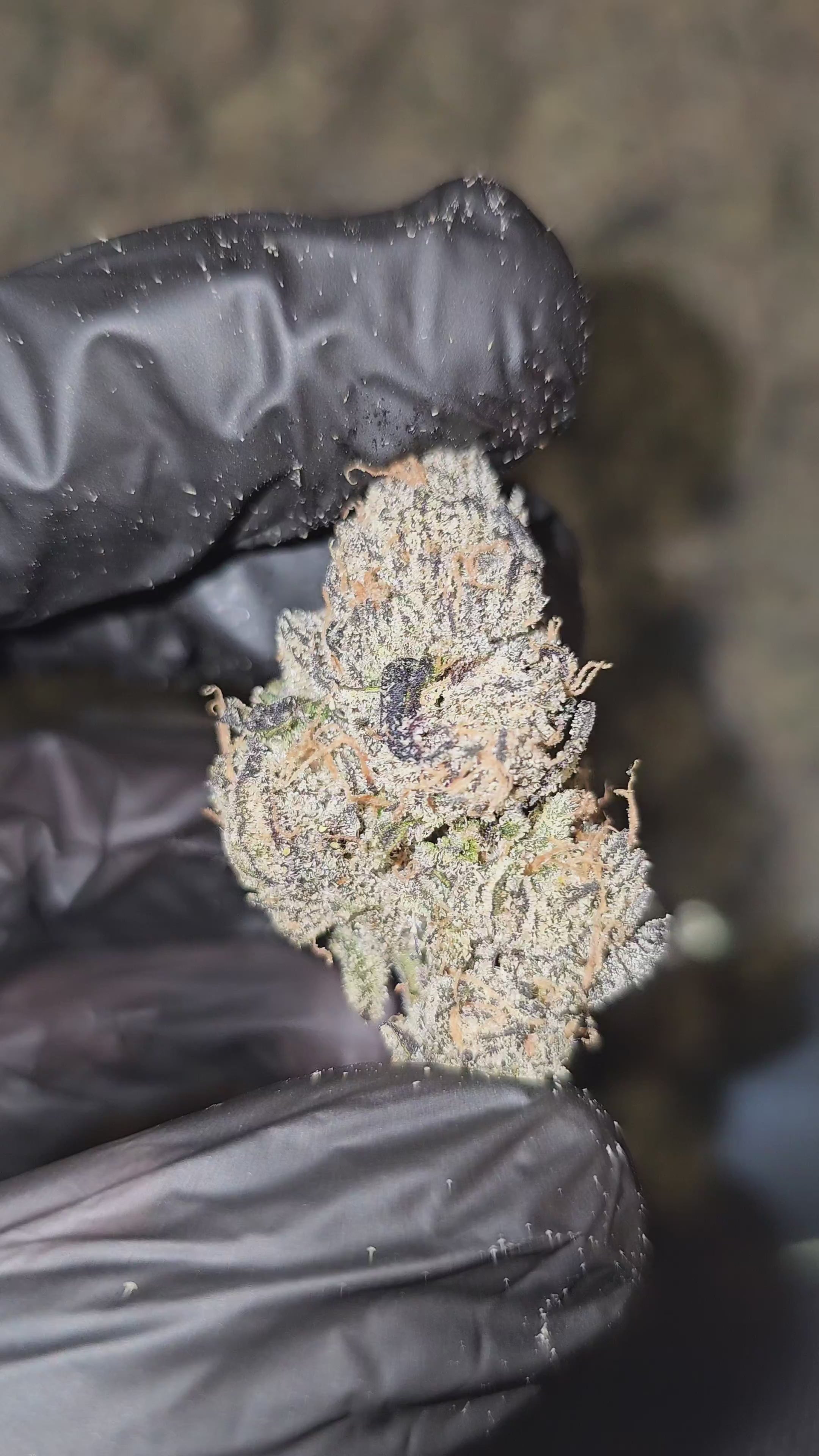 Biscotti | First Cut Exotics | Flower