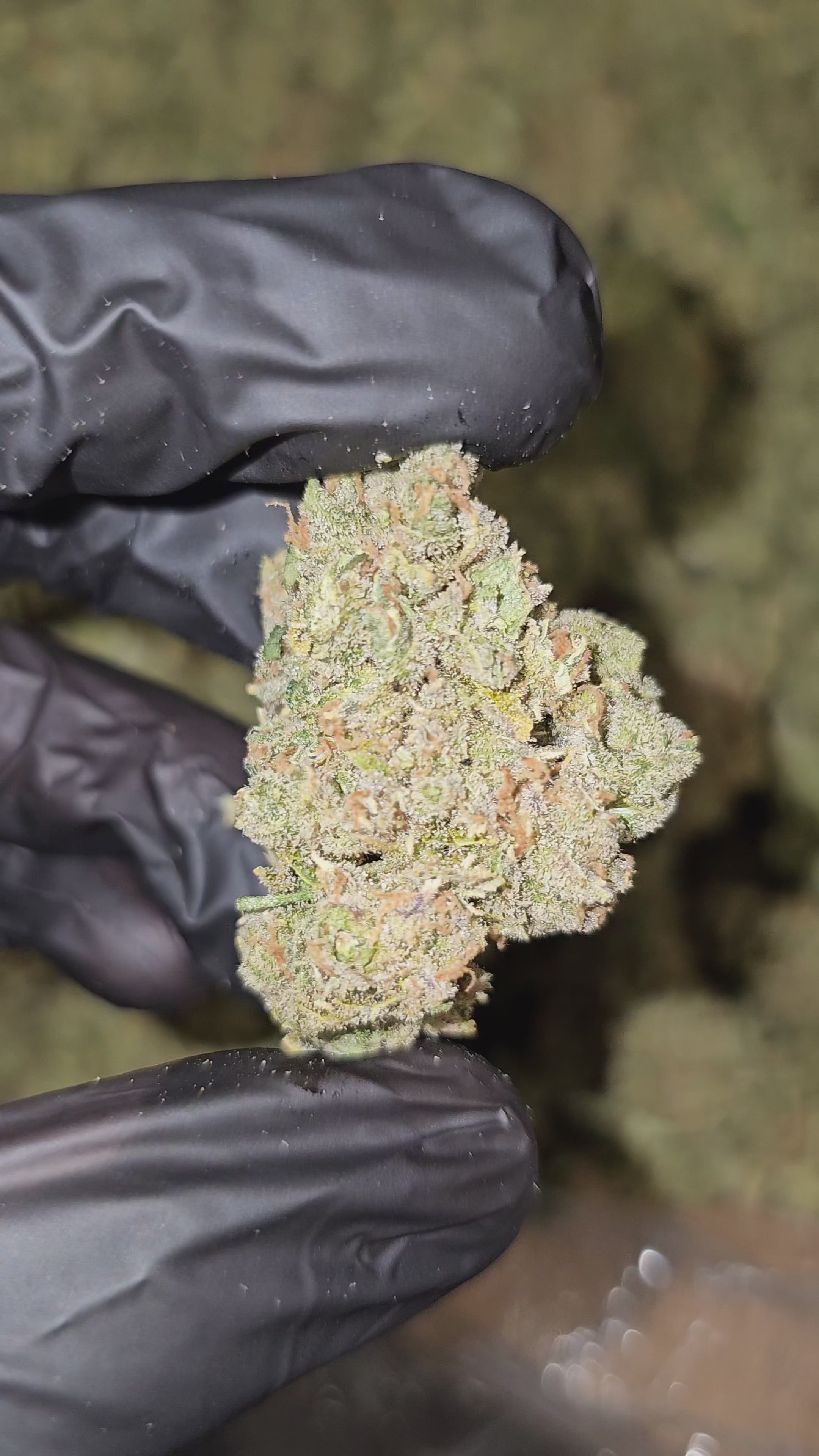 Jack Koolato | Boutique Exotics | Flower | On Sale