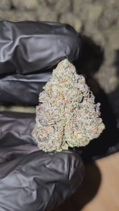 Purple Candy Cane | Boutique Exotics | 31% | Flower