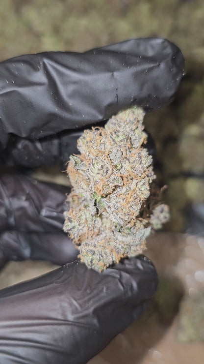 LA Cookies | First Cut Exotics | Flower