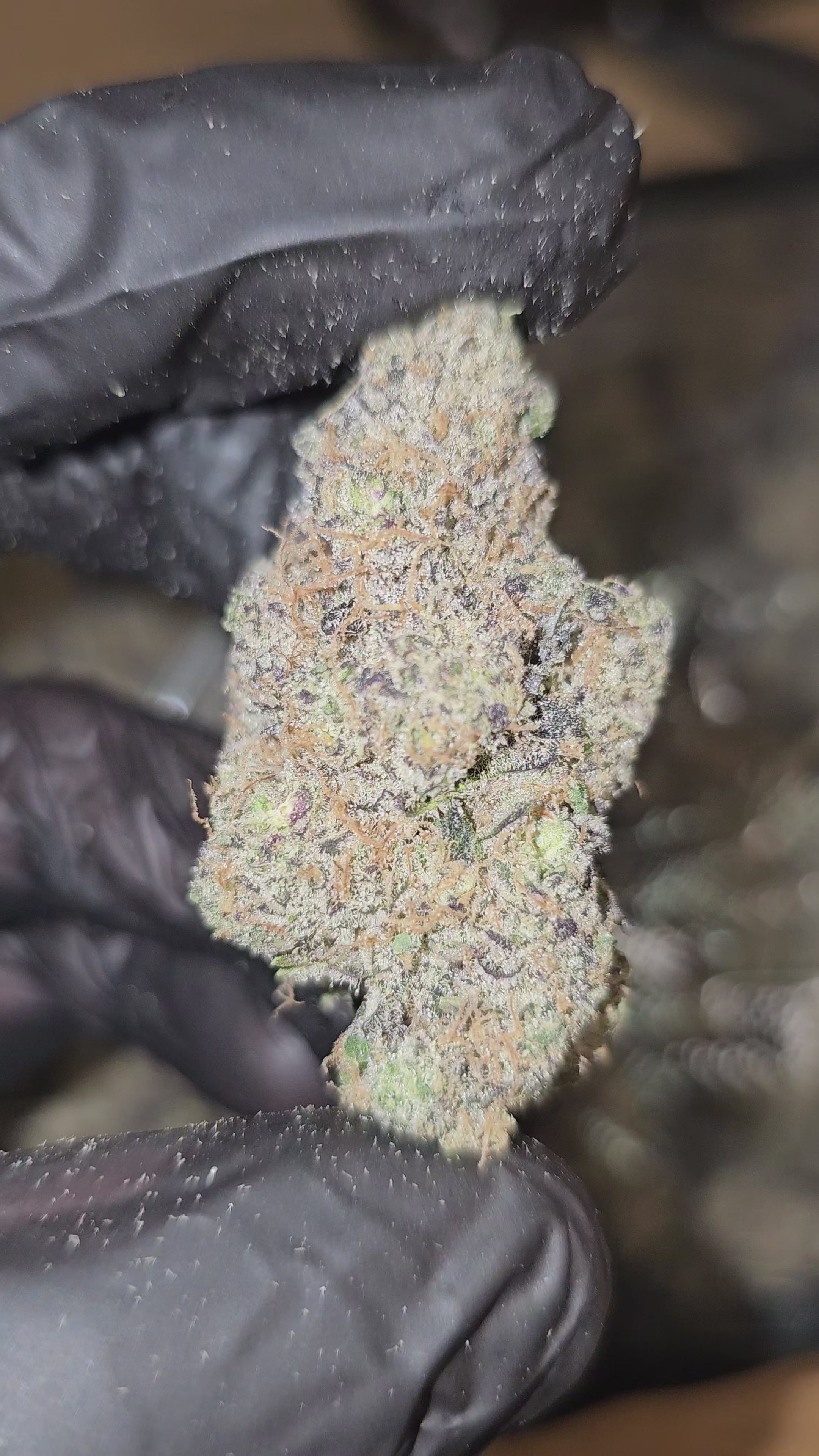 Melonade Skunk | First Cut Exotics | Flower