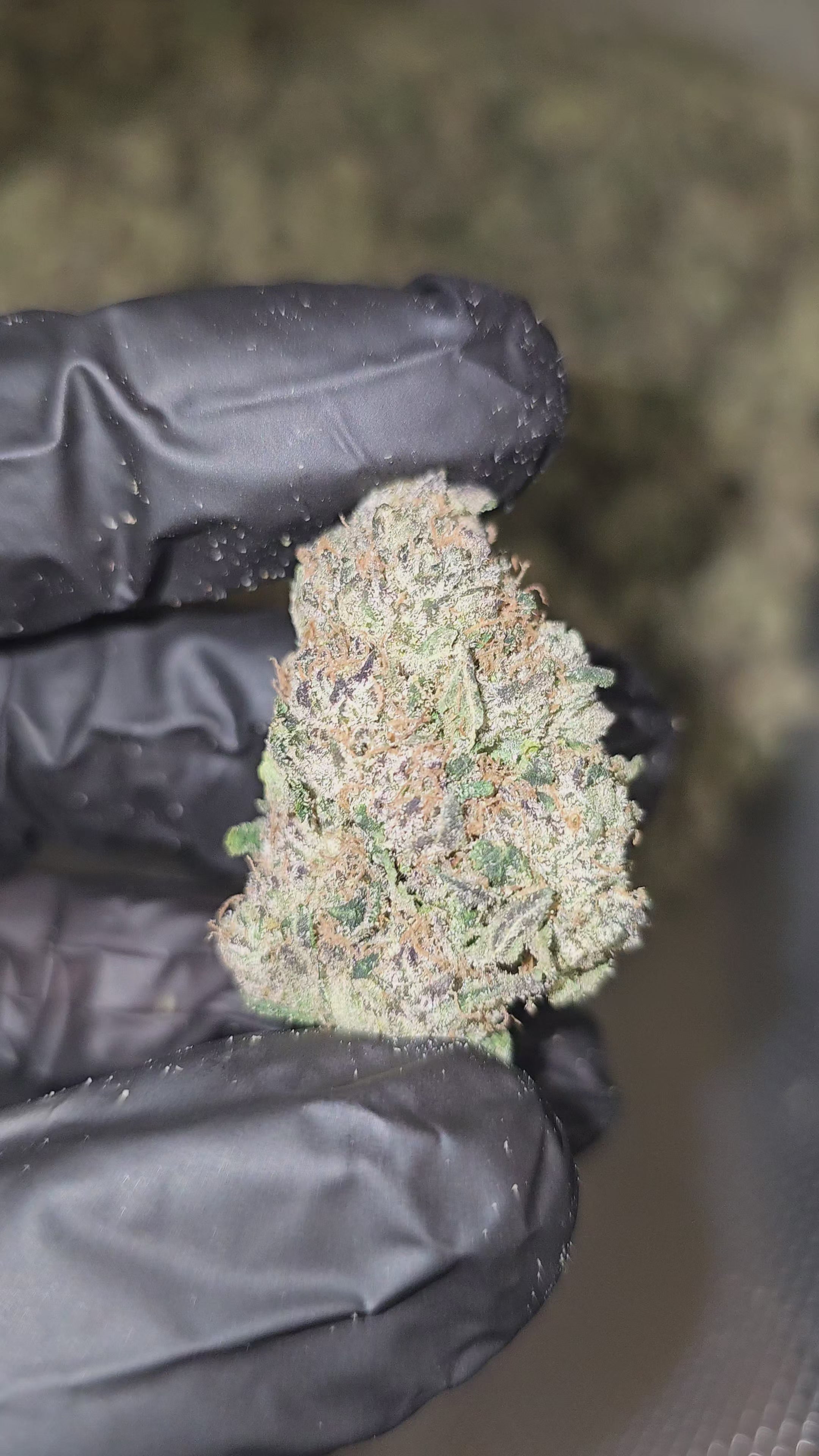 Brain Wash | Boutique Exotics | 32% | Flower | On Sale