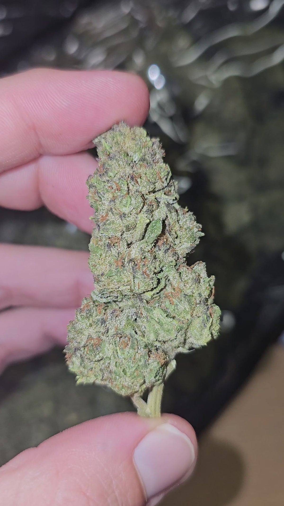 Bubblegum x Jelly Face | Top Shelf Flower | On Sale