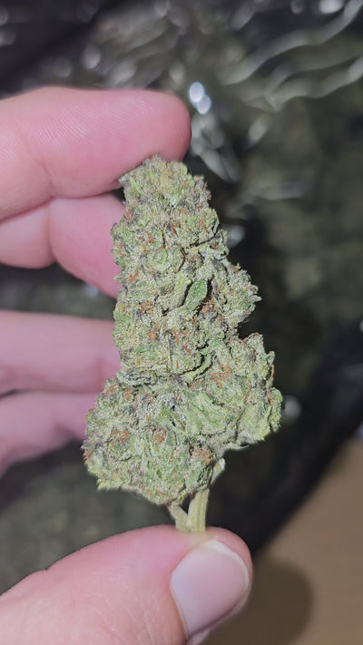 Bubblegum x Jelly Face | Top Shelf Flower | On Sale
