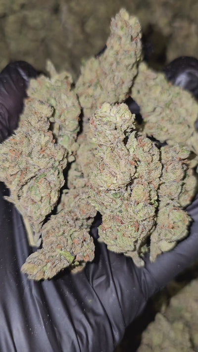 Vanilla Runtz | Budget Shelf | Flower