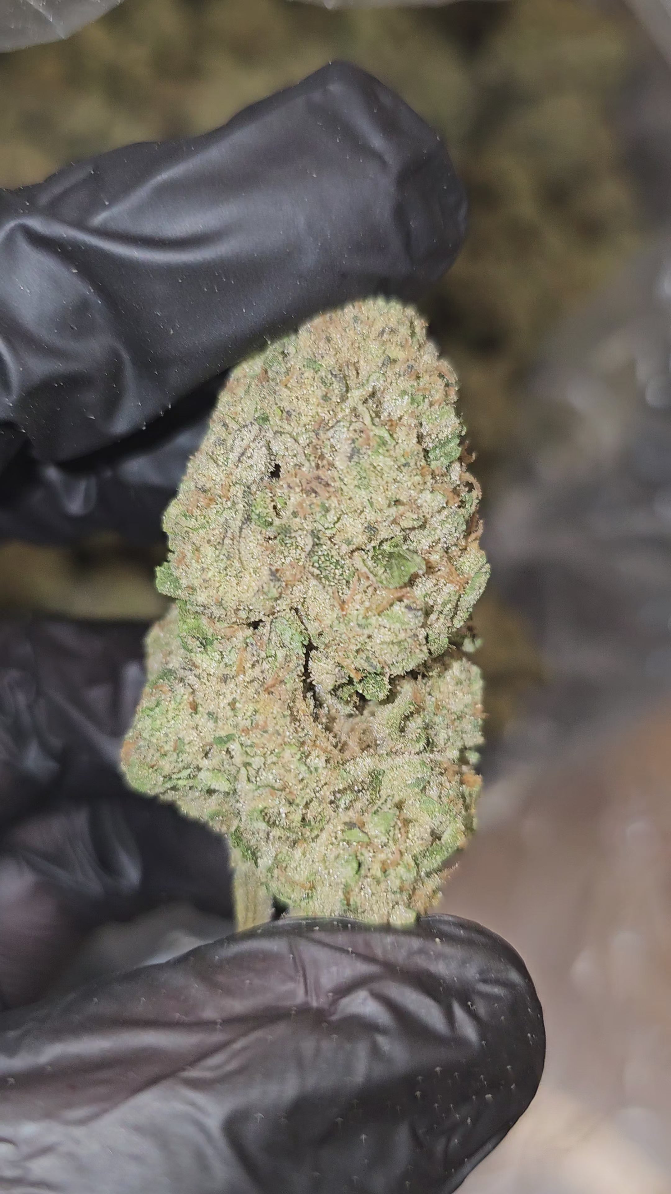 Jealousy | Top Shelf | Flower