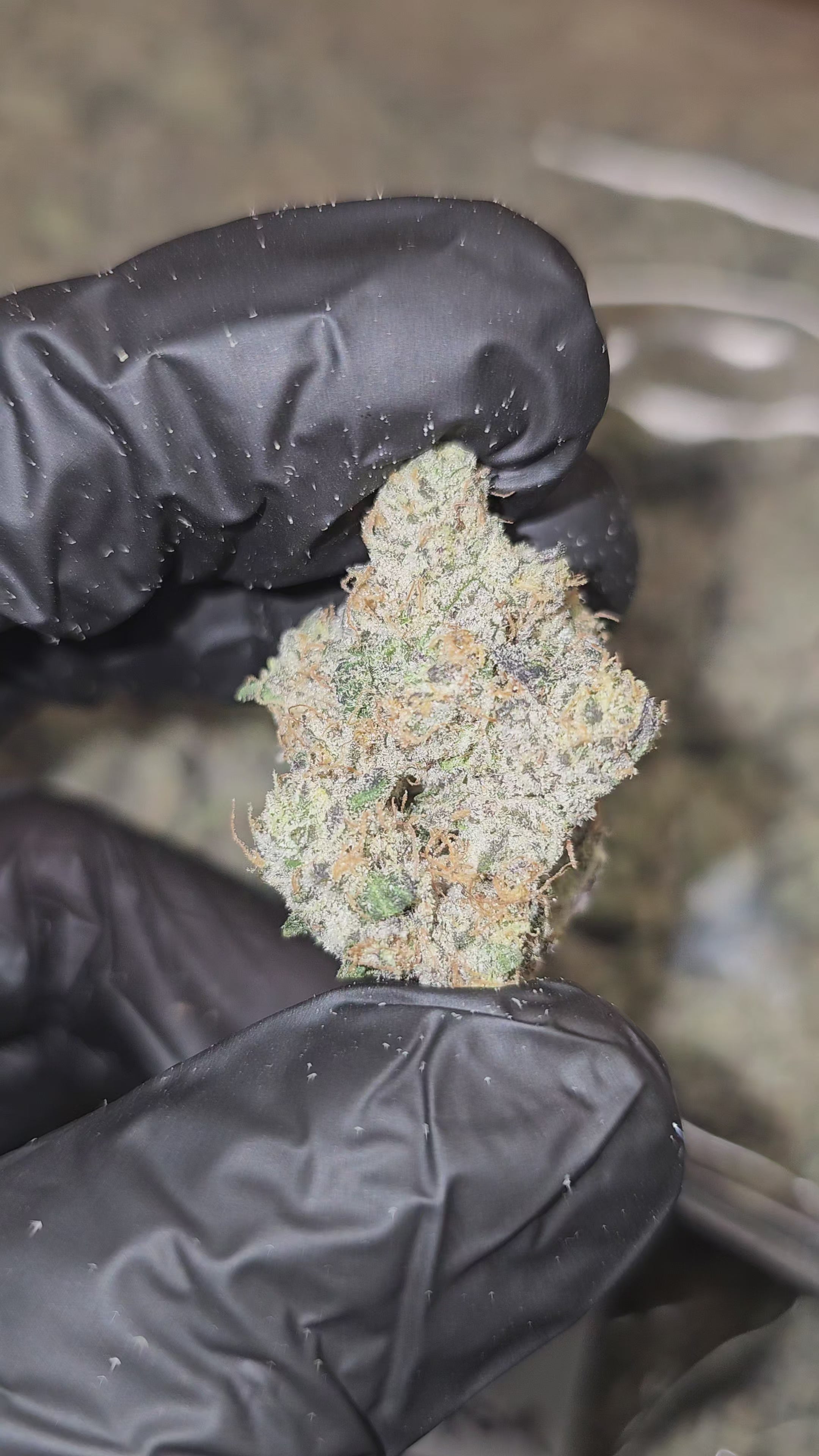 Sour Diesel | First Cut Exotics | Flower